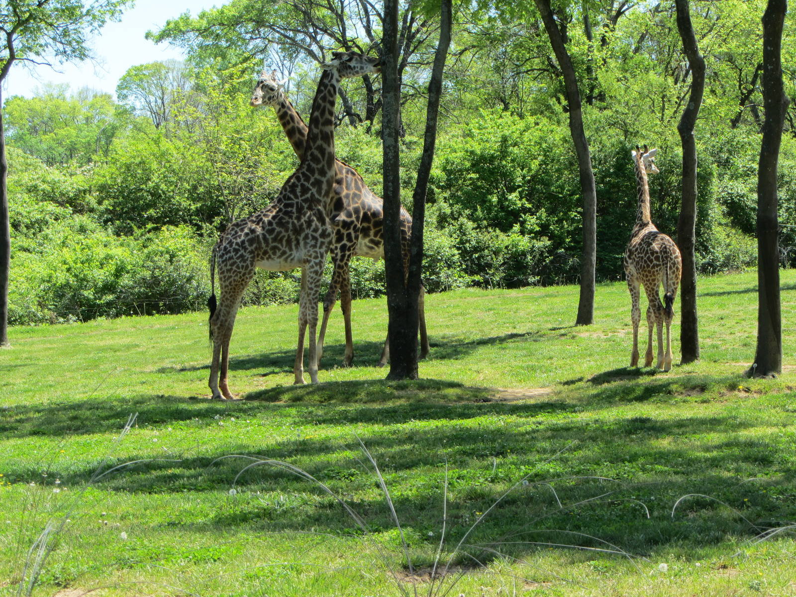 Giraffe Herd