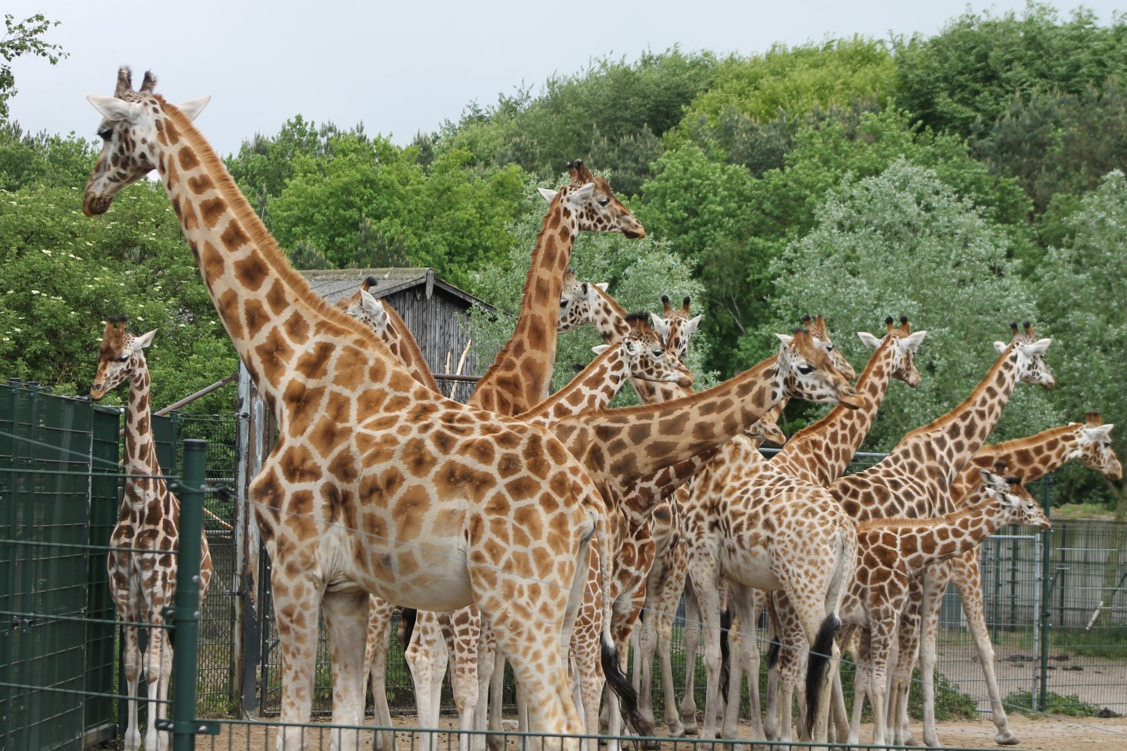 Giraffe-herd