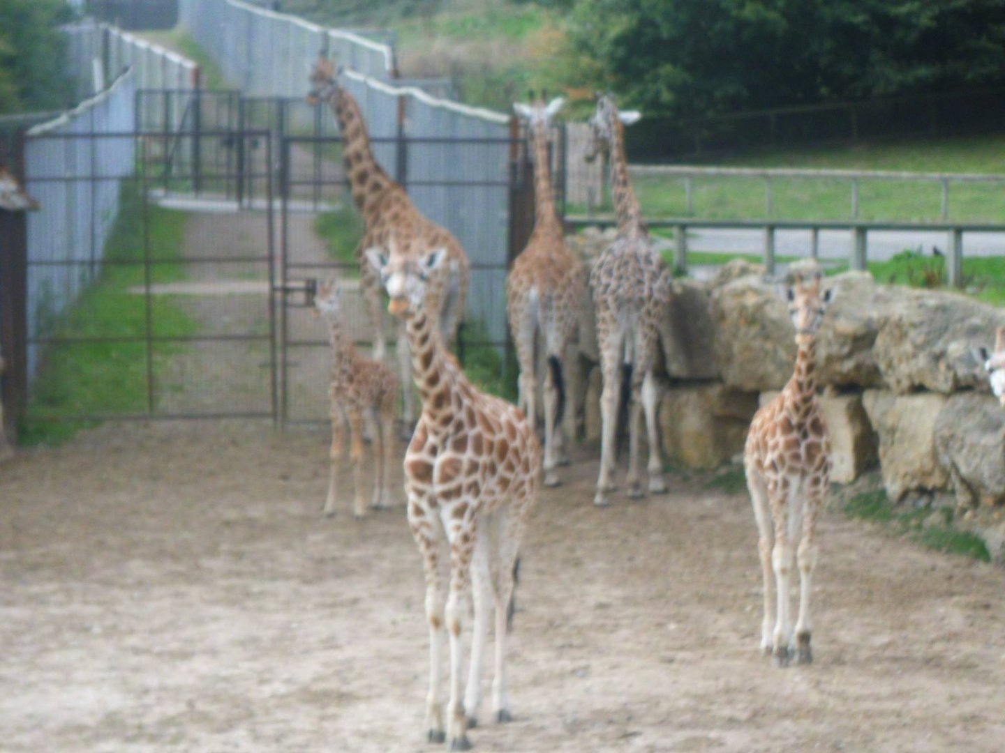 Giraffe herd