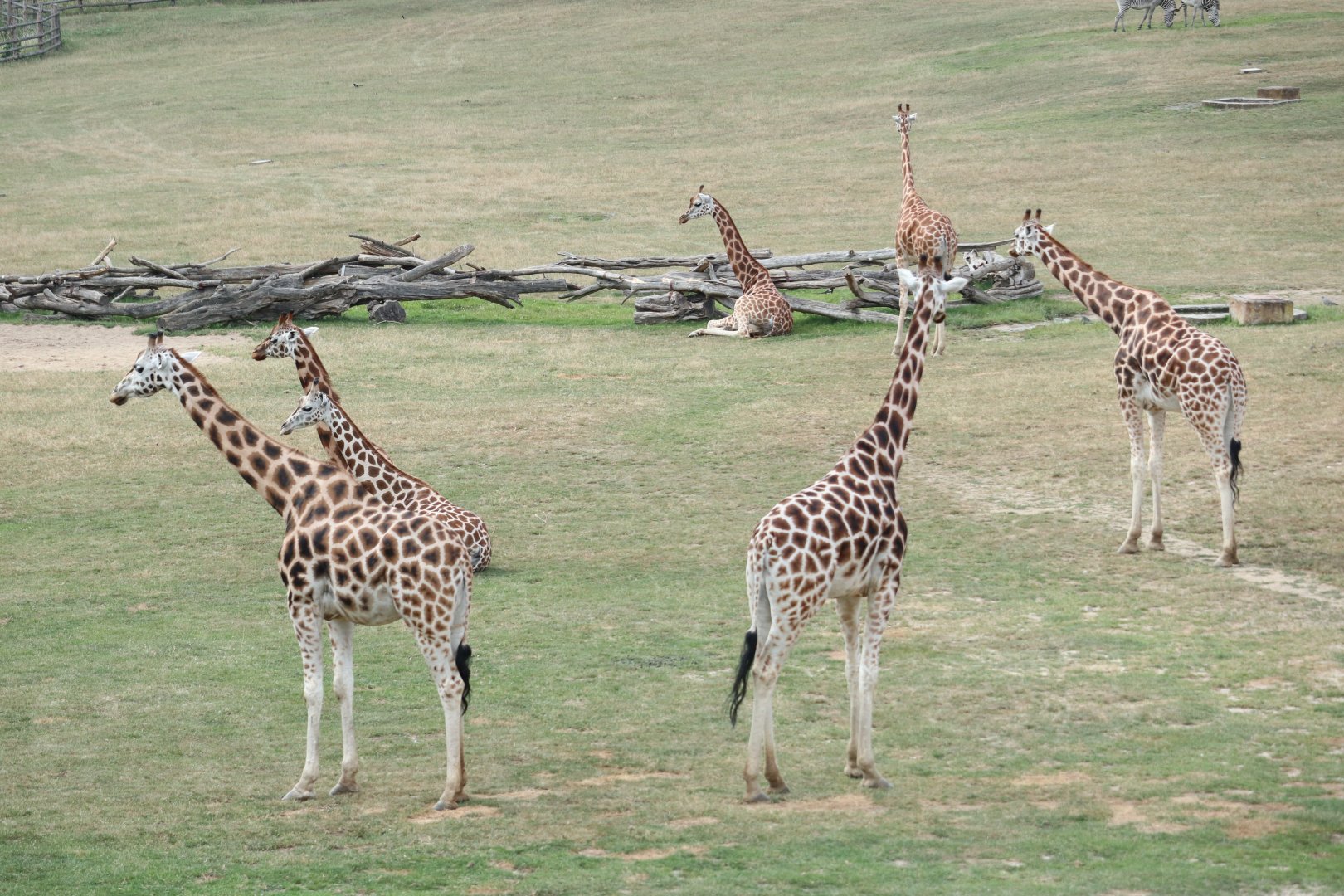 Giraffe herd