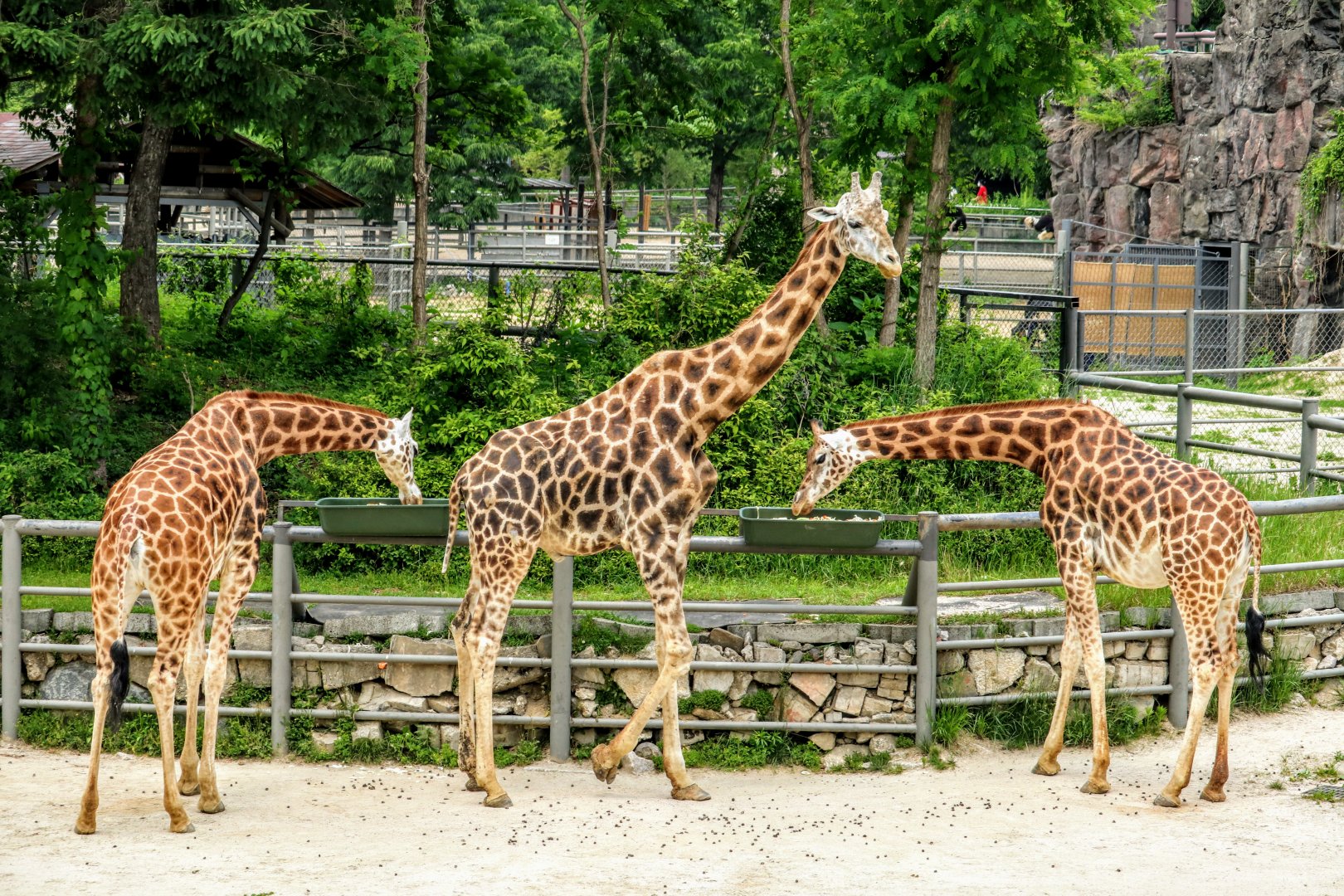 Giraffe herd