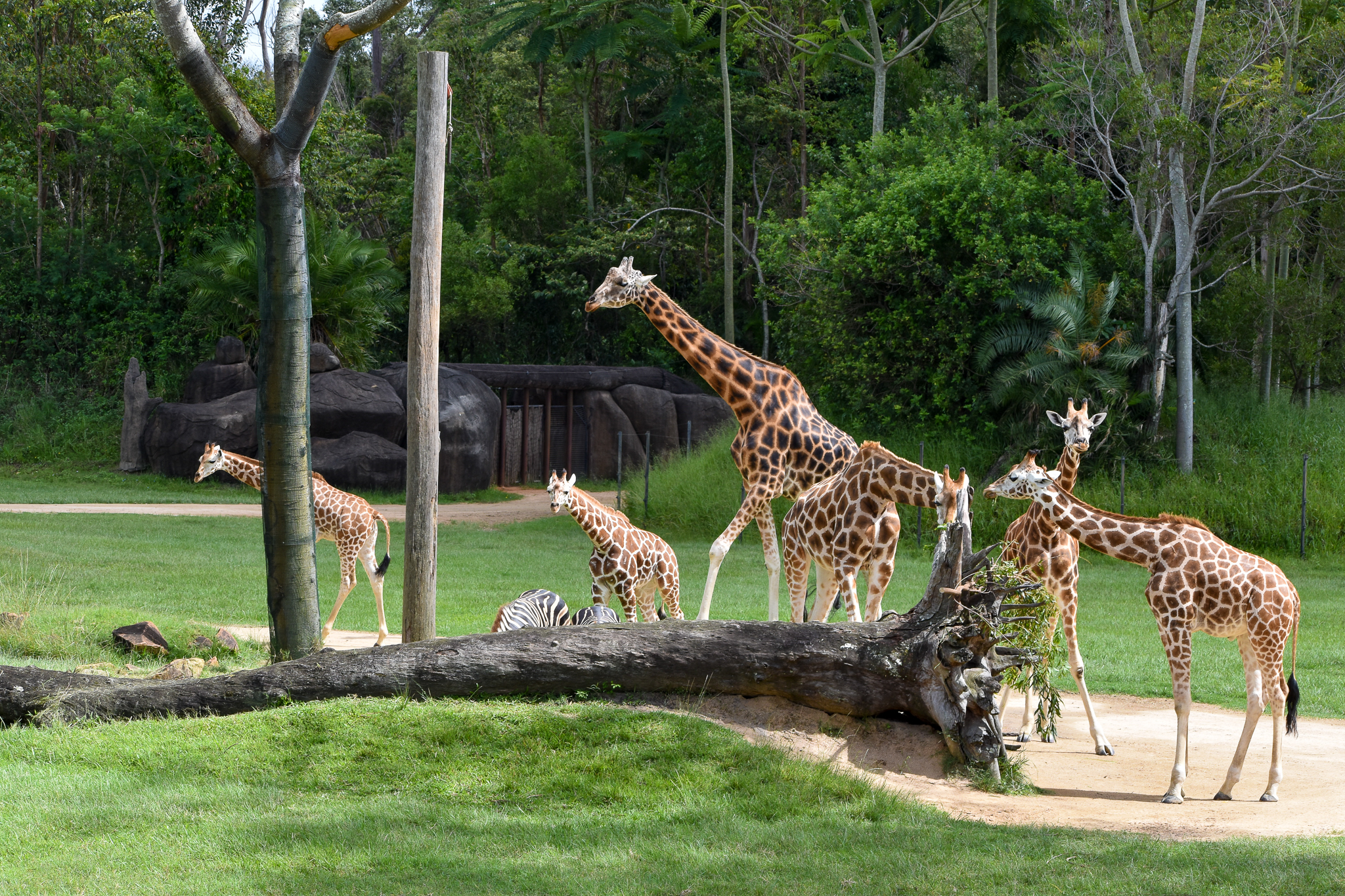 Giraffe Herd