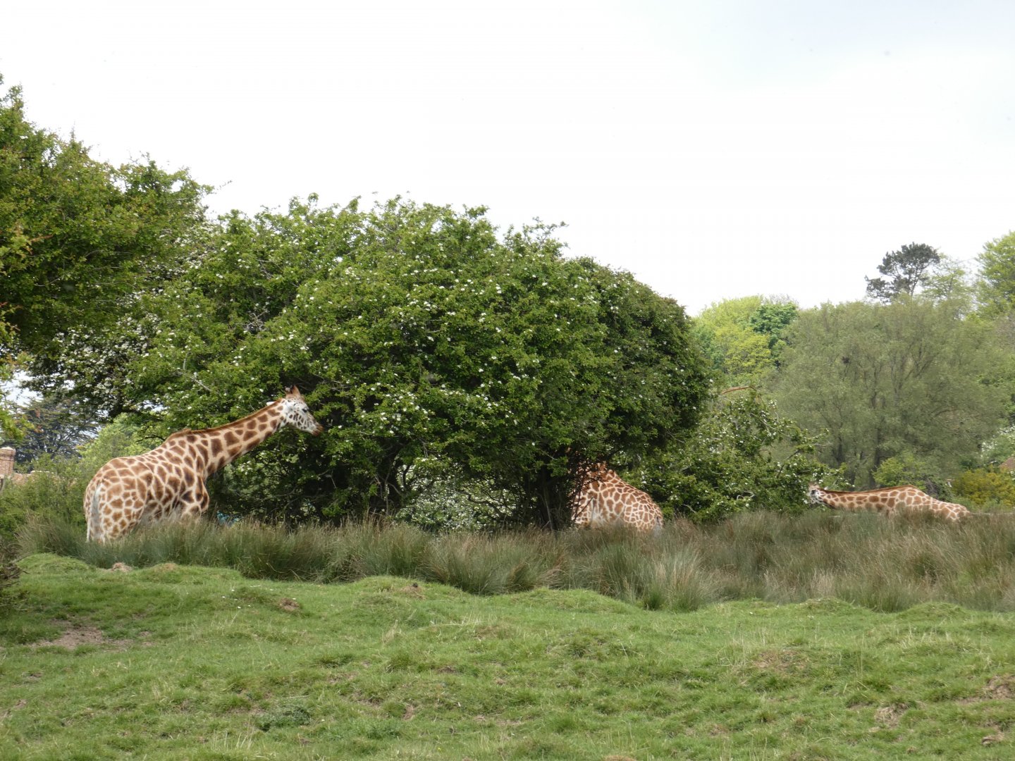 Giraffe herd