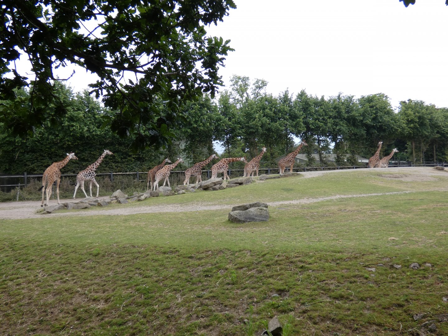 Giraffe herd