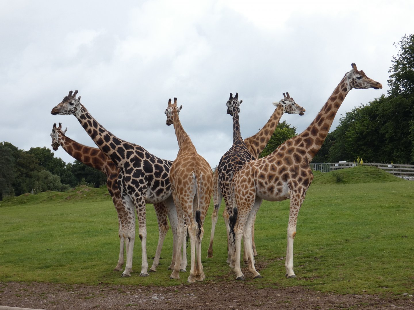 Giraffe herd