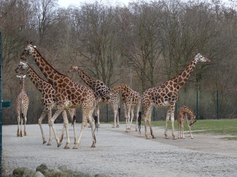 Giraffe Herd