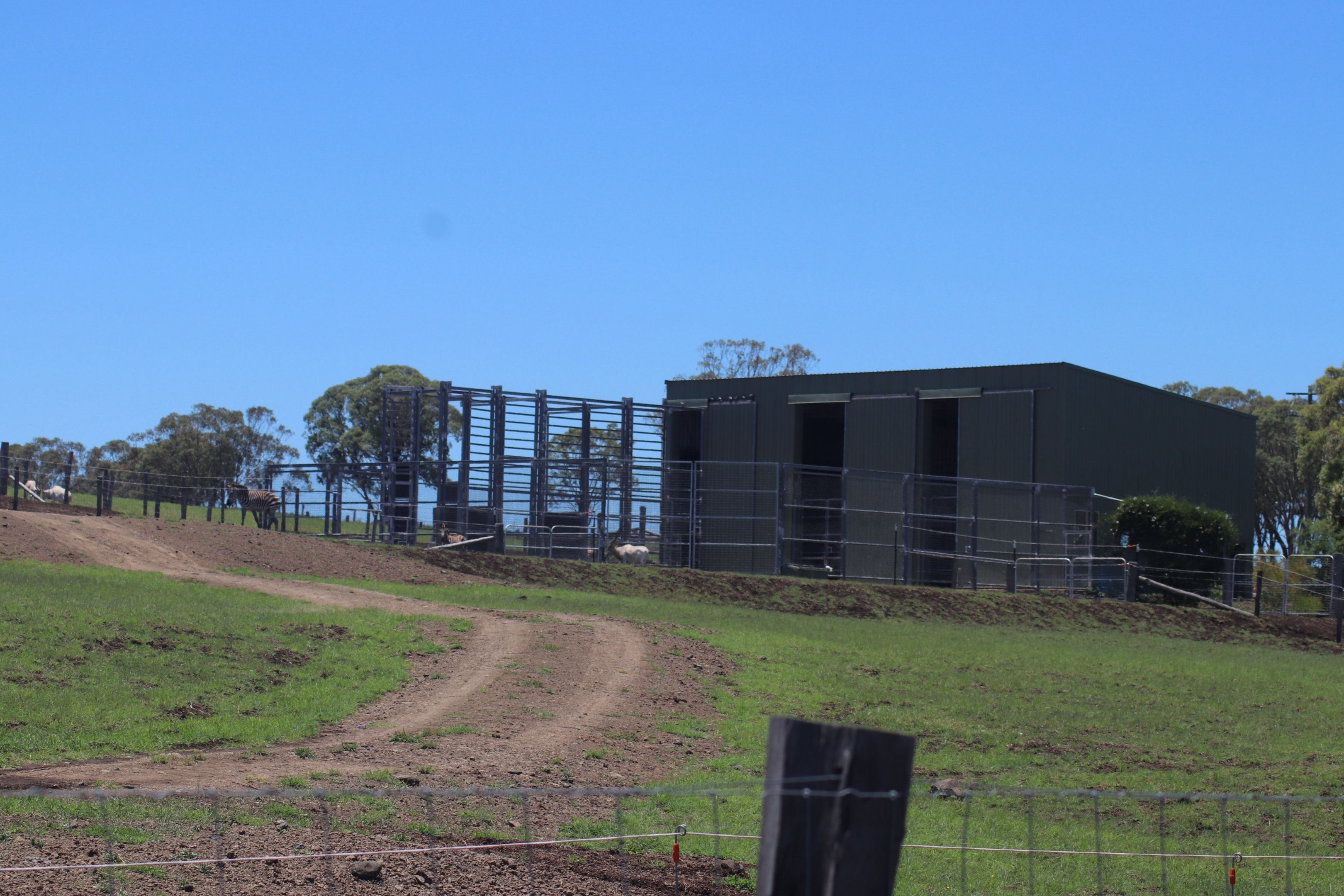 Giraffe Holding Area