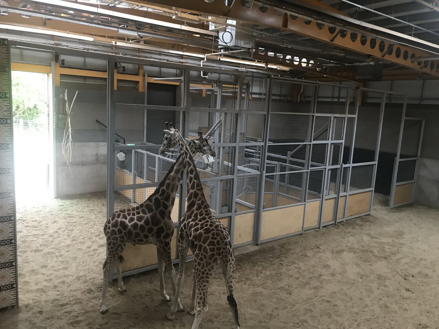 Giraffe holding areas