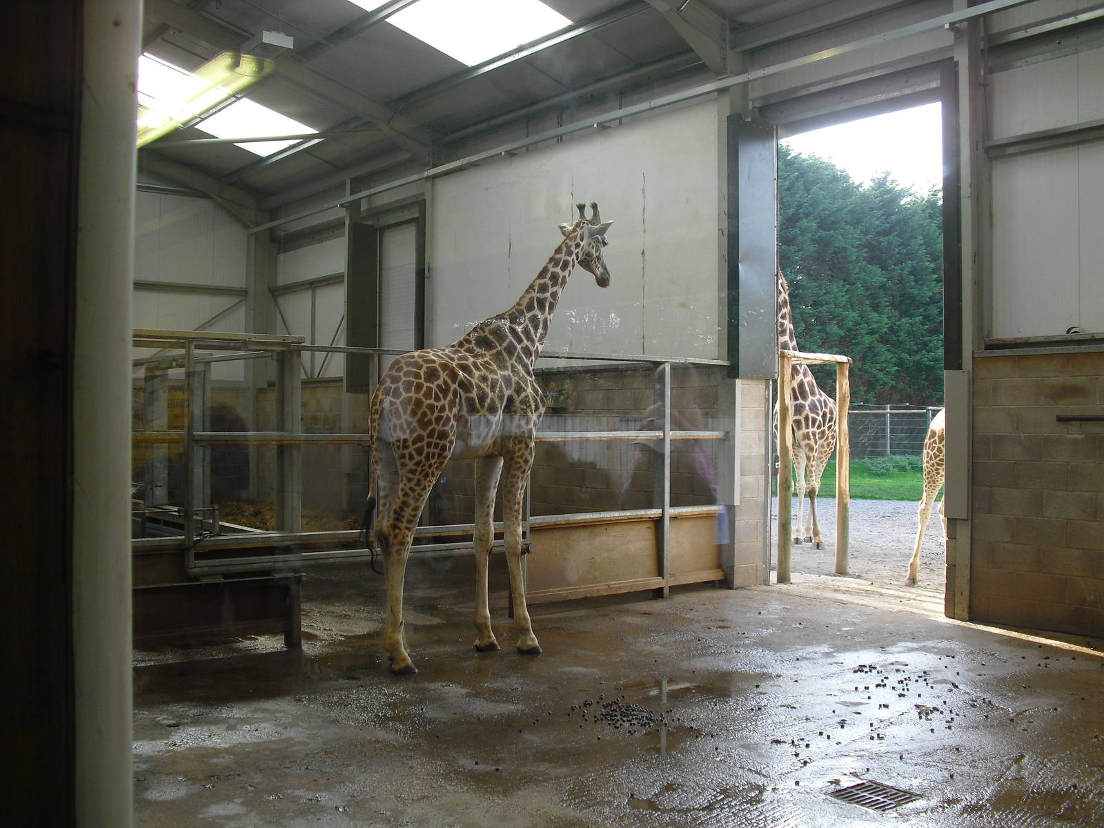 Giraffe House - 01/10/2011