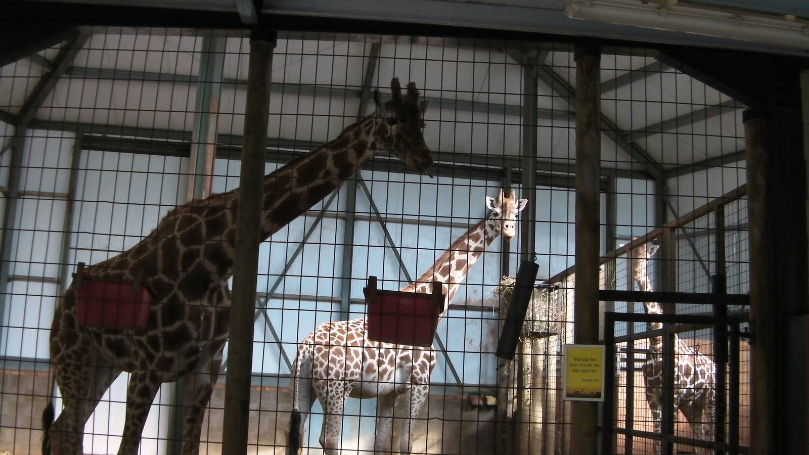 Giraffe House - 24.07.2011