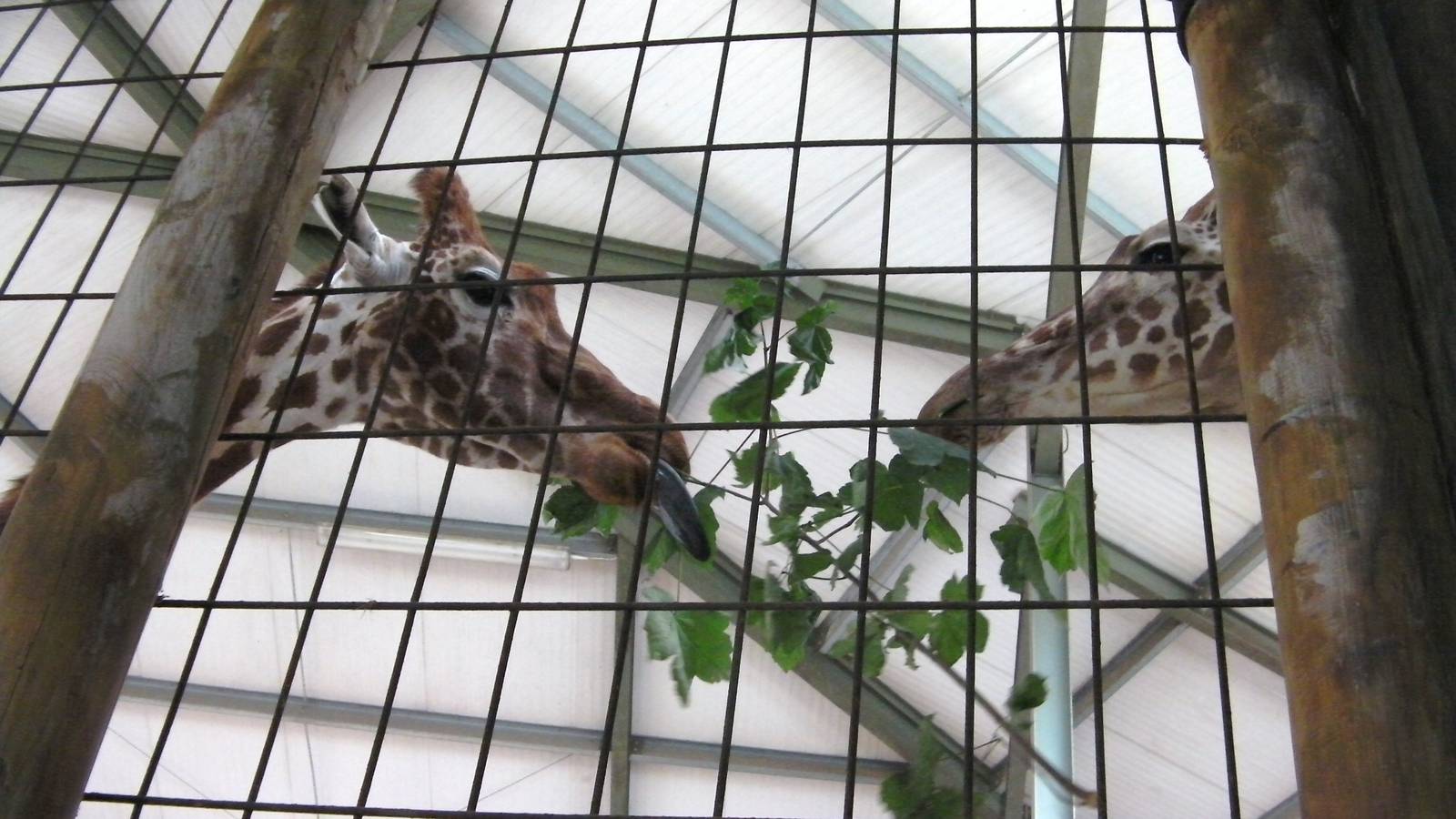 Giraffe House - 24.07.2011