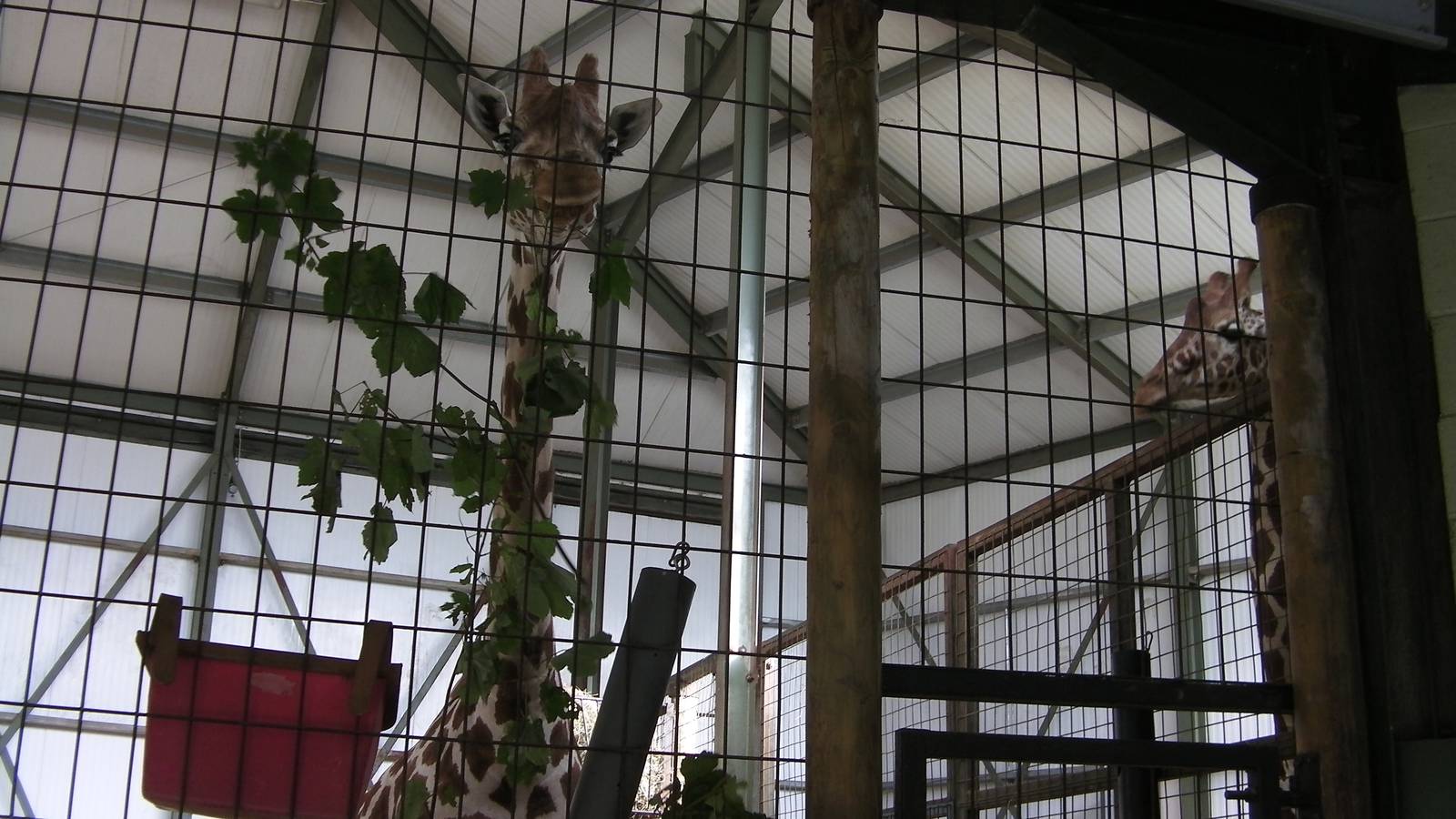 Giraffe House - 24.07.2011