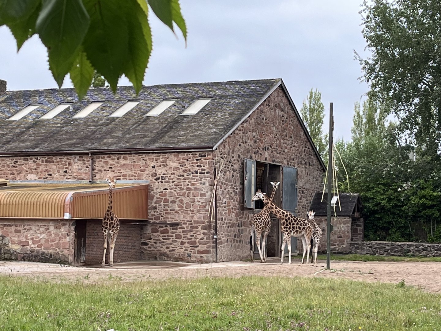 Giraffe house 29.6.24