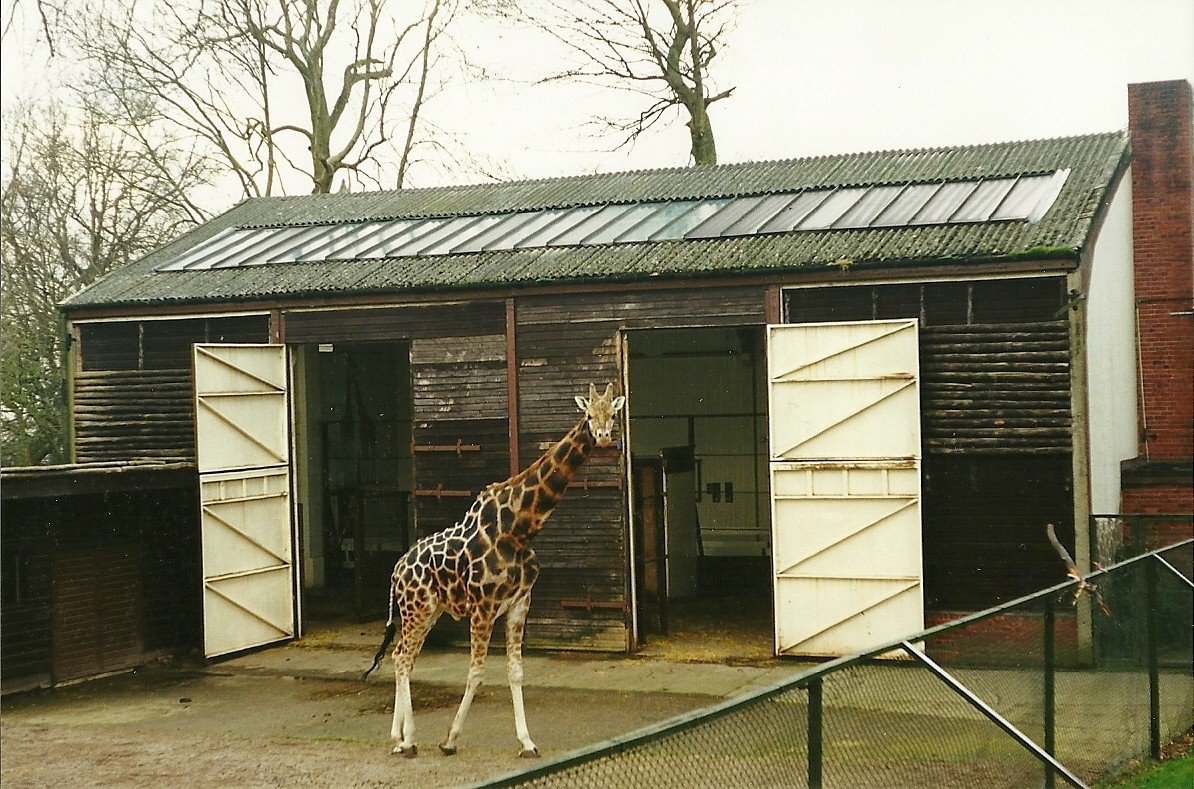 Giraffe House 2nd April 1999