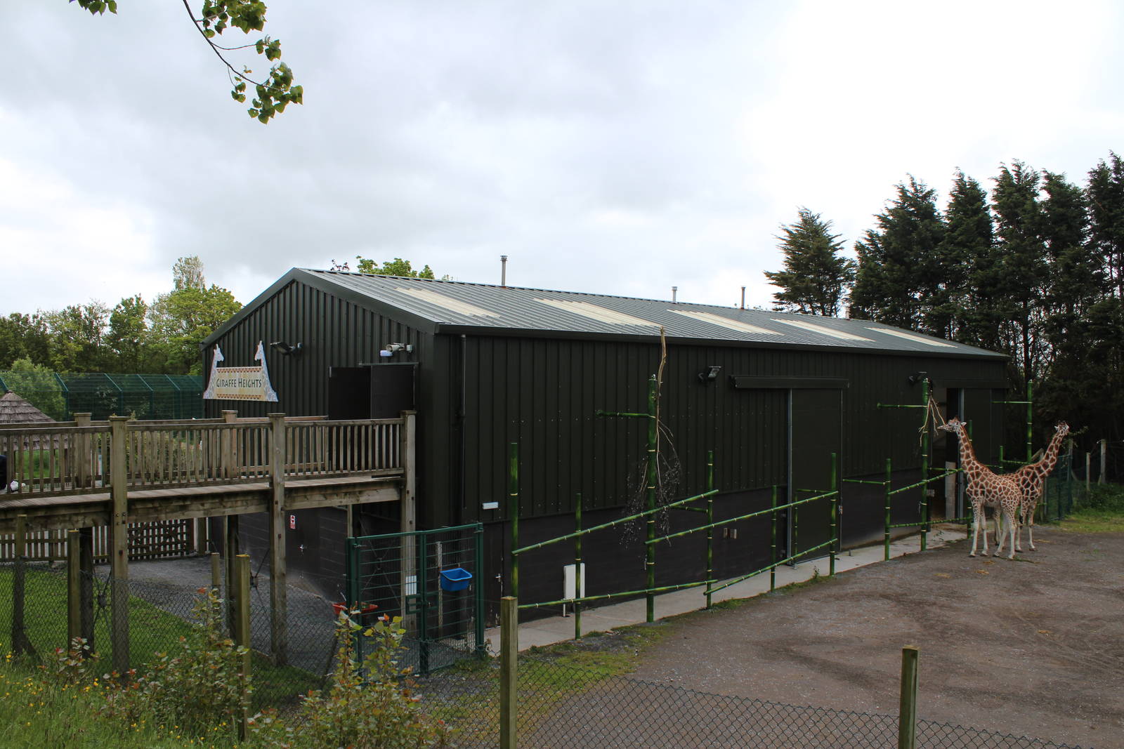 Giraffe house - 31 May 2015