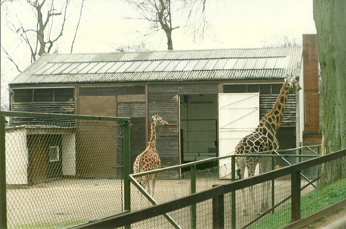 Giraffe House 5th April 1997