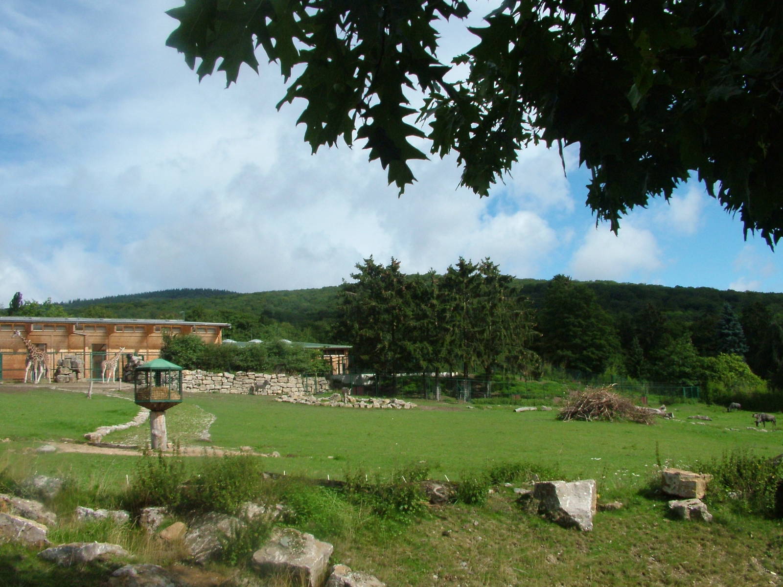 Giraffe House and African Paddock at Opel-Zoo Kronberg, 30/08/10