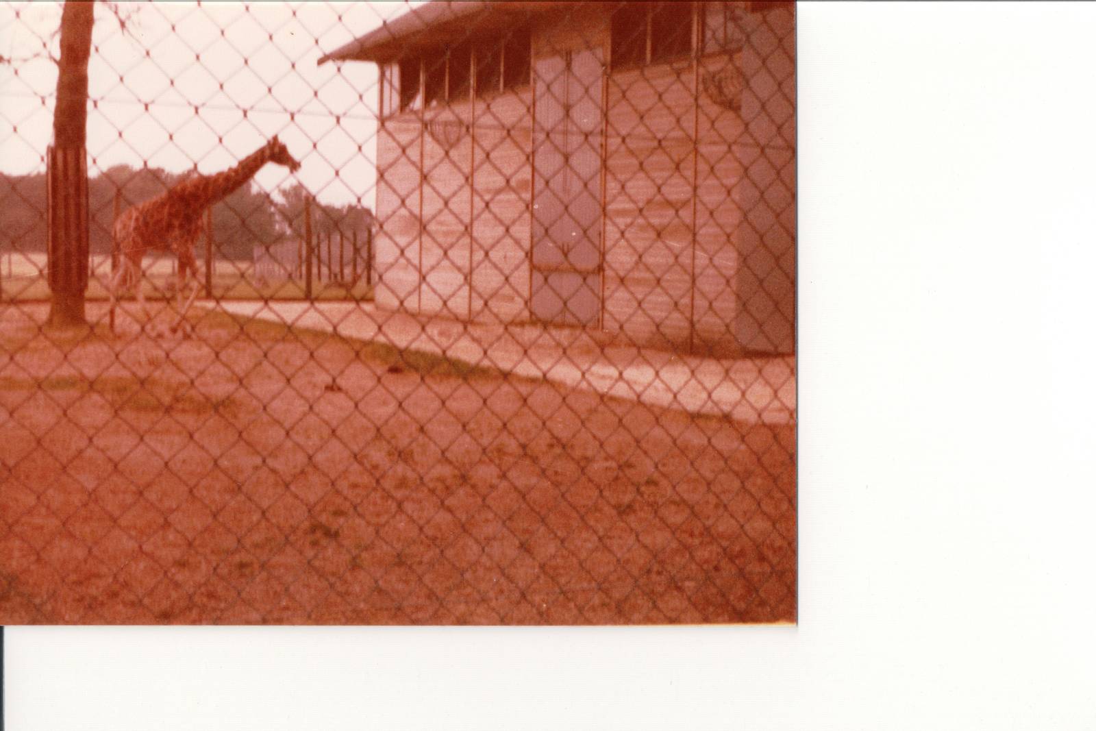 Giraffe House and Enclosure - 1970s-80s