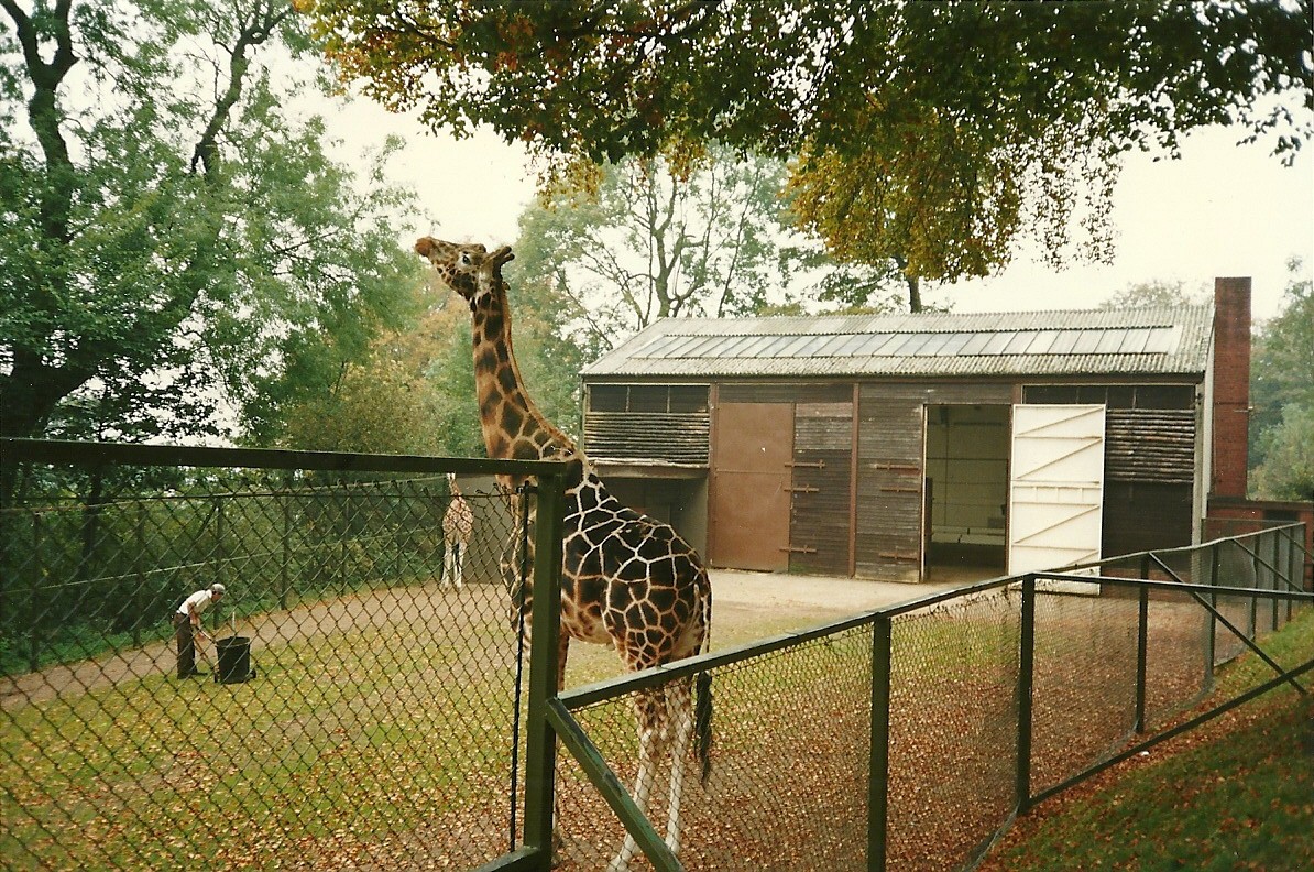 Giraffe House and paddock 1st November 1997