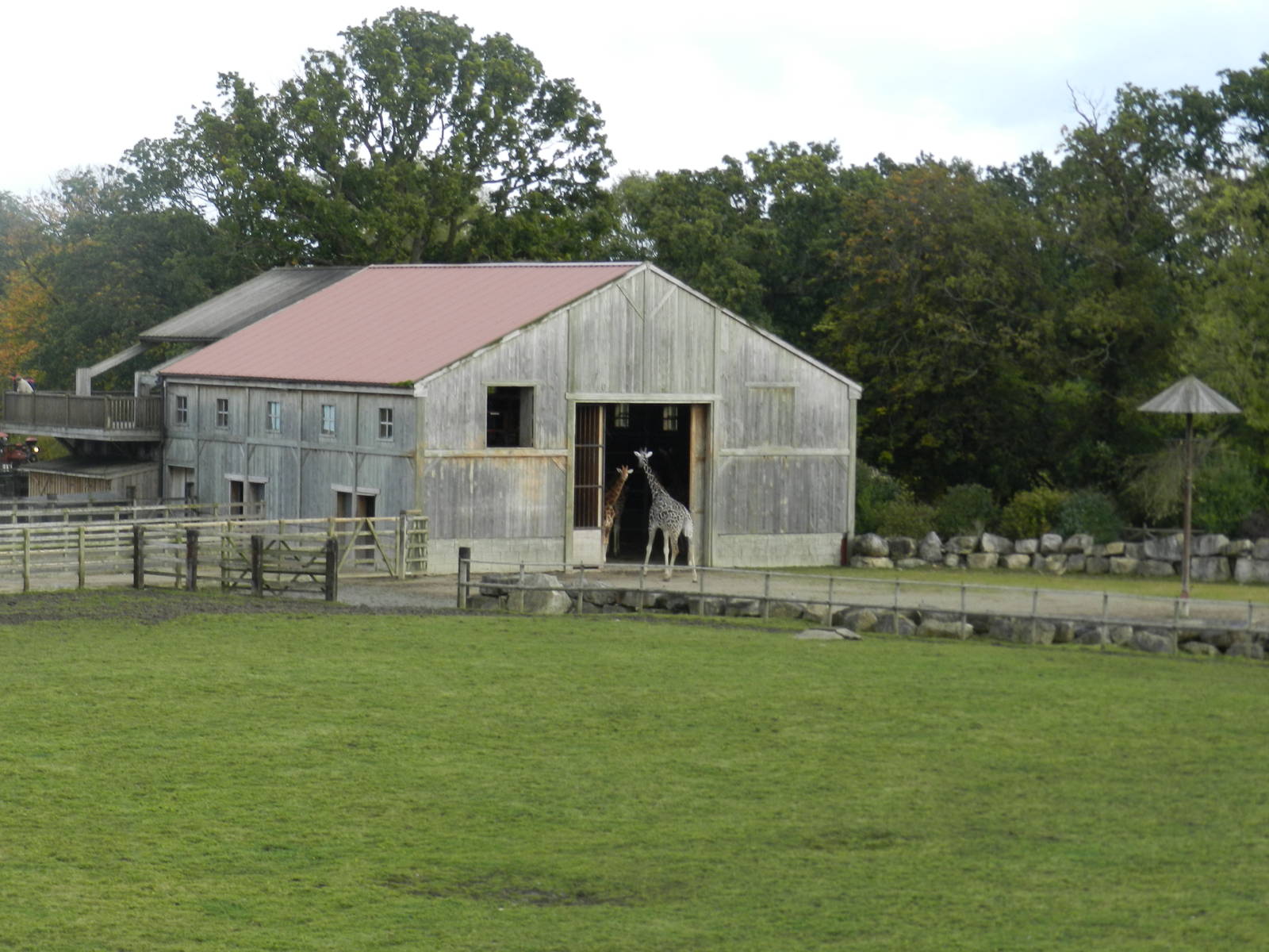 Giraffe House at Flamingo Land - 14/10/2012