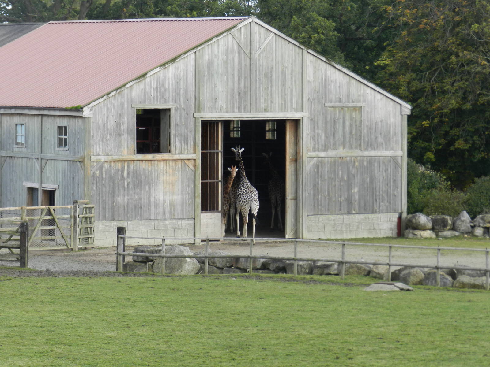 Giraffe House at Flamingo Land - 14/10/2012.