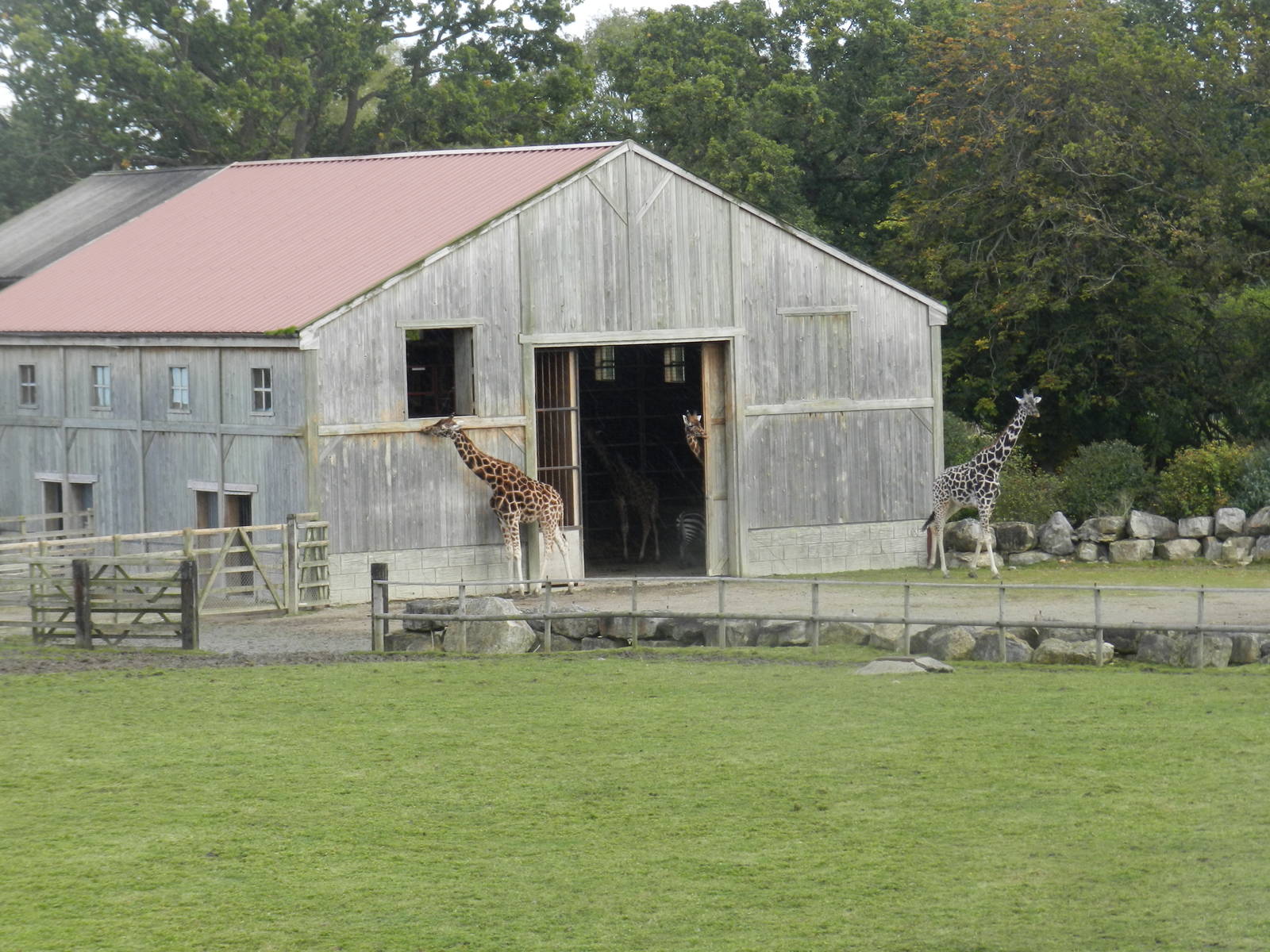 Giraffe House at Flamingo Land - 14/10/2012
