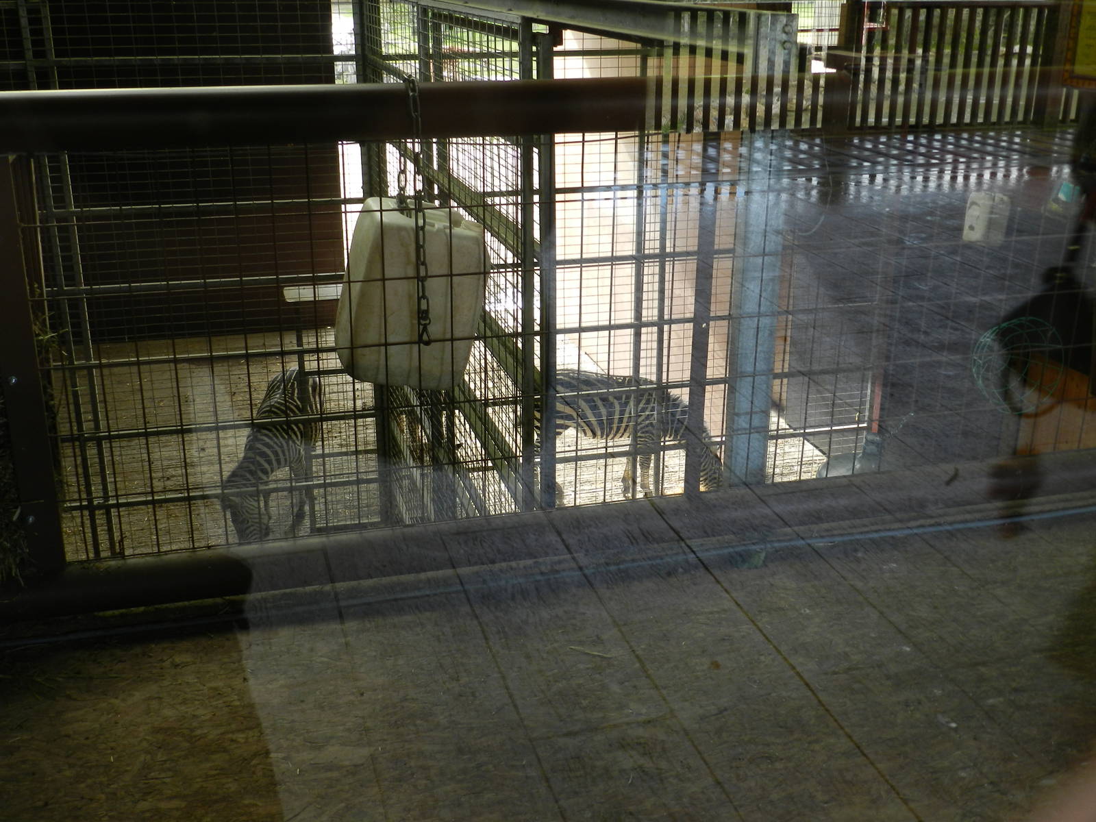 Giraffe House at Flamingo Land - 14/10/2012