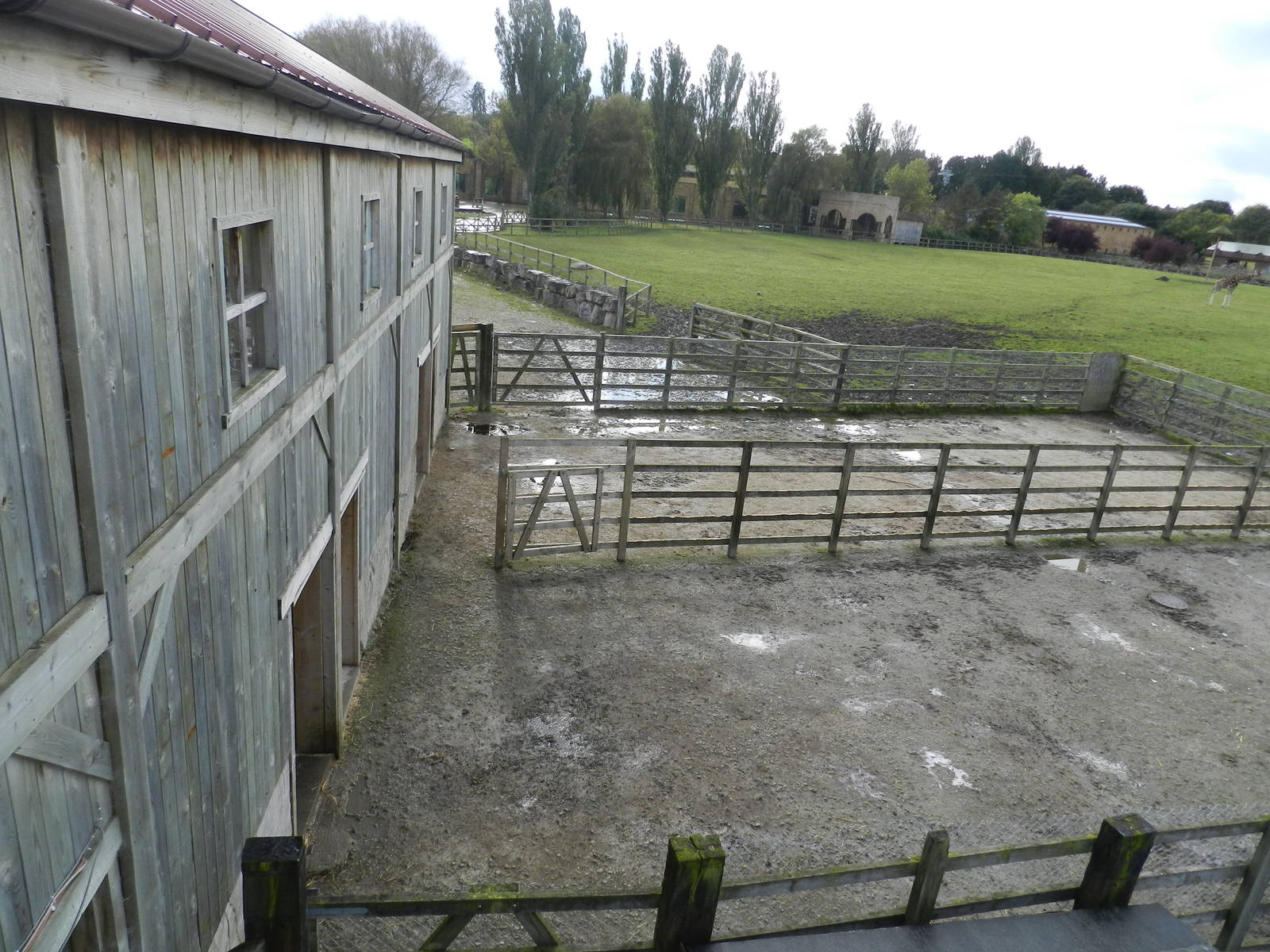 Giraffe House at Flamingo Land - 14/10/2012