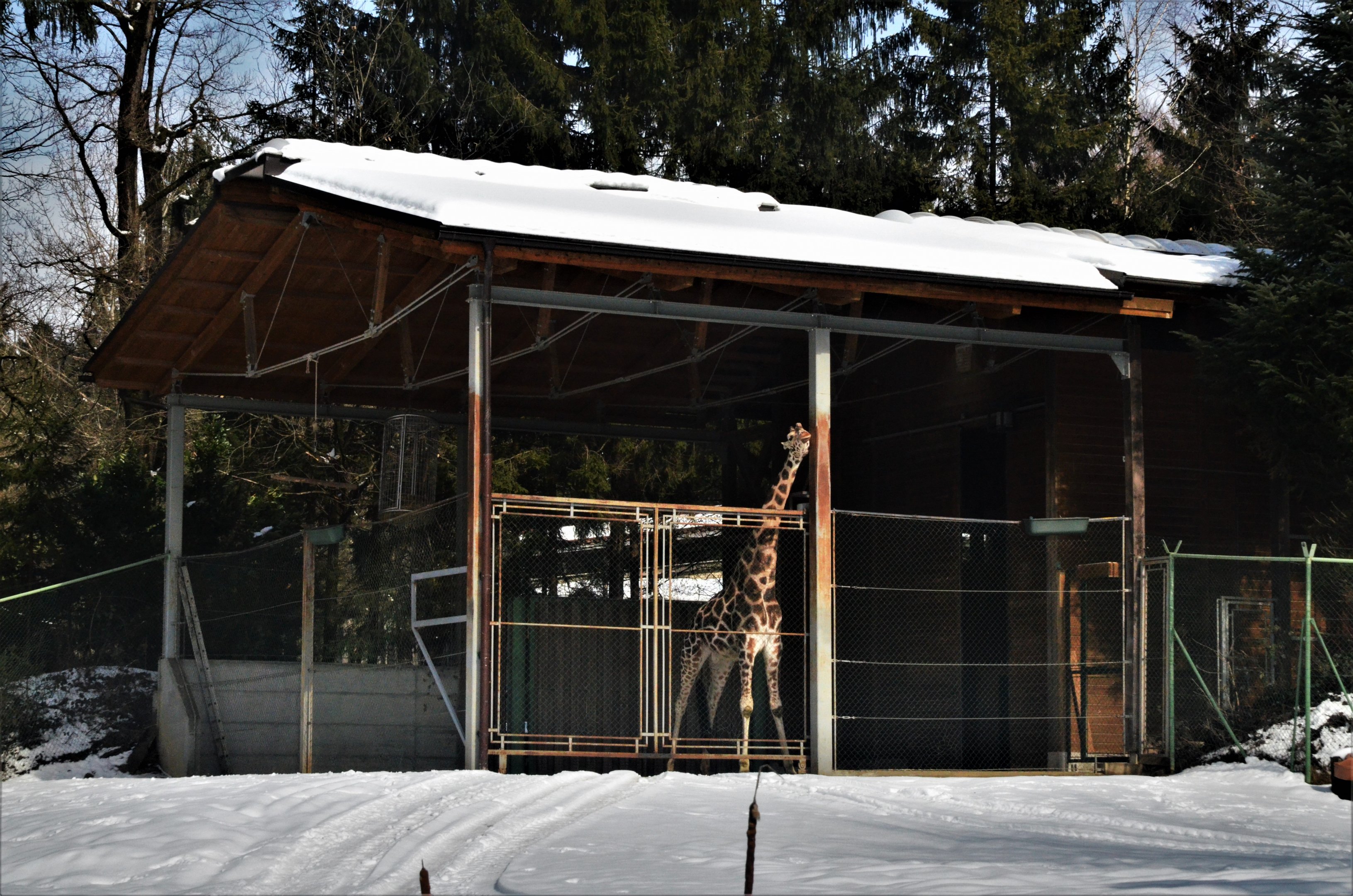 Giraffe House at Ljubljana Zoo, 07/03/18