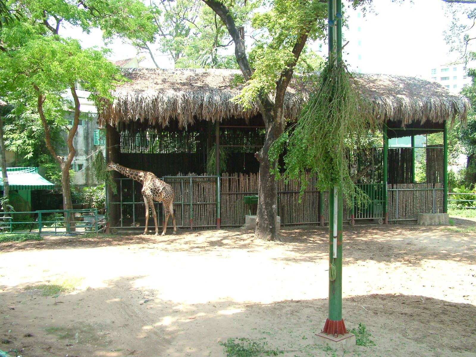 Giraffe House at Saigon Zoo, 16/03/12