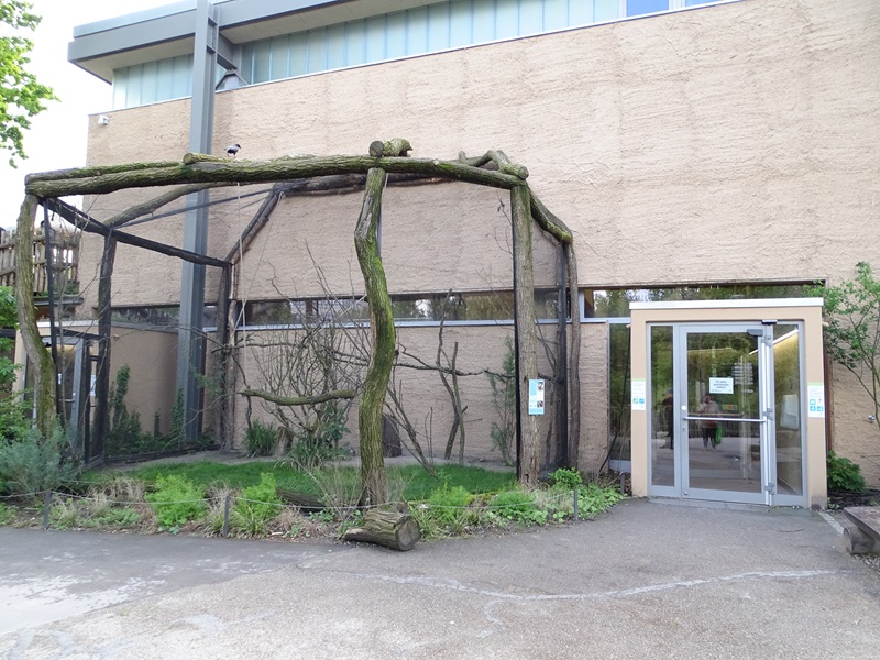 Giraffe house: aviary for grey parrot and crowned lapwing