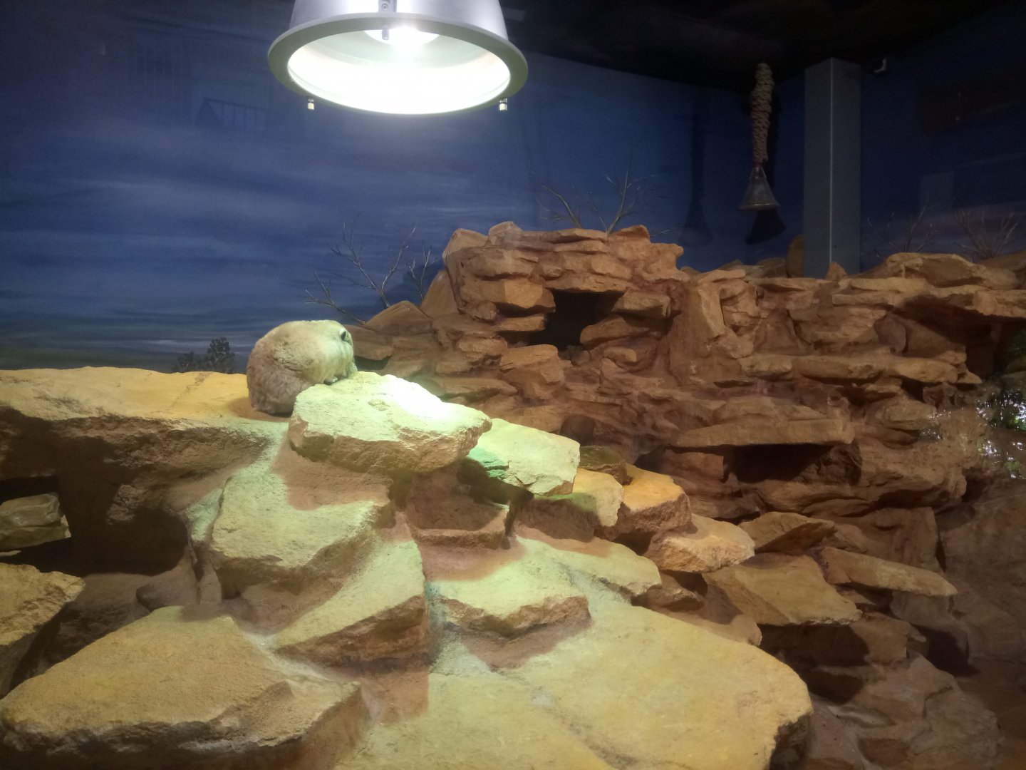 Giraffe House : Common Gundis Exhibit