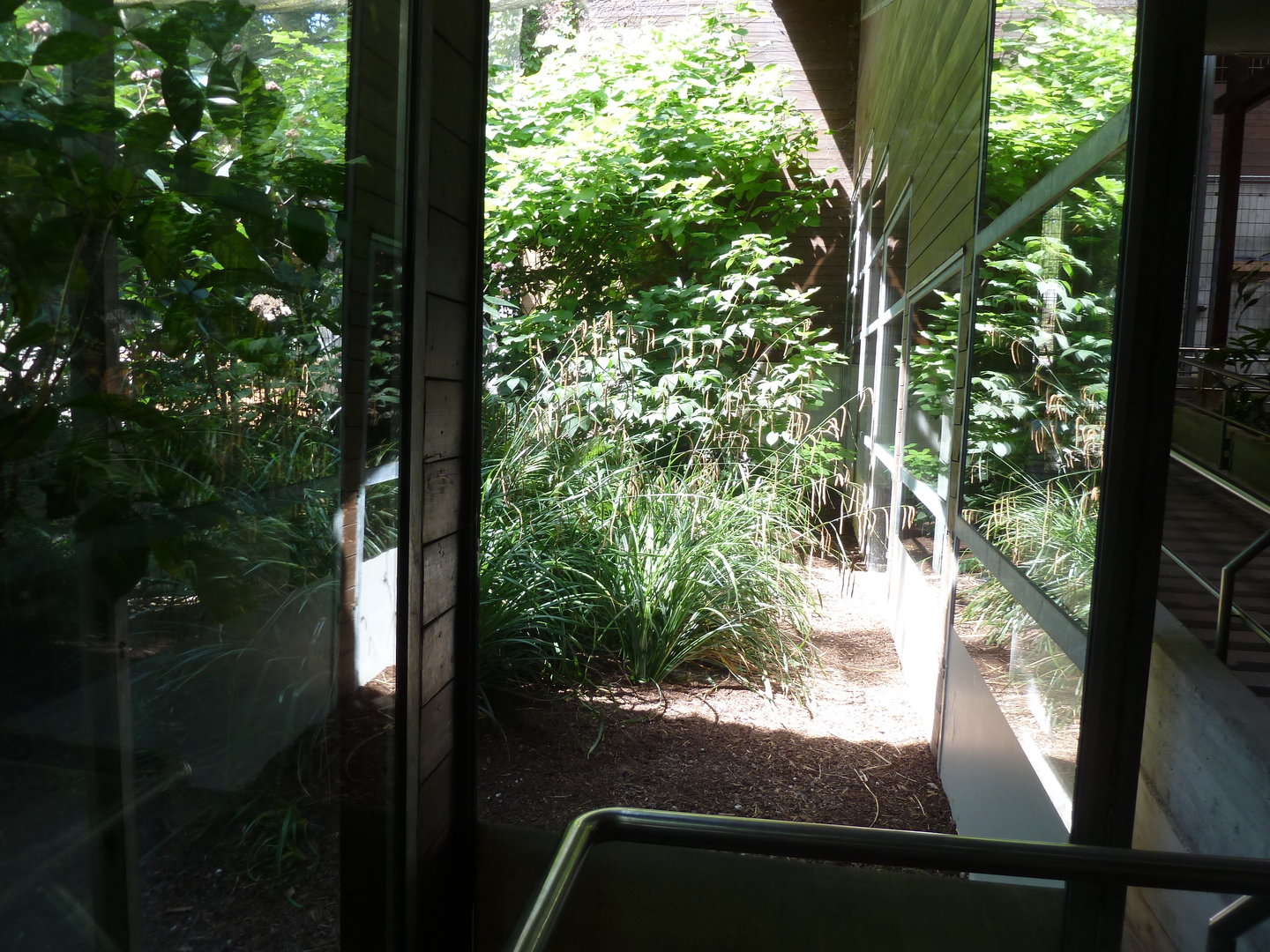 Giraffe house - Congo peafow outdoors aviary