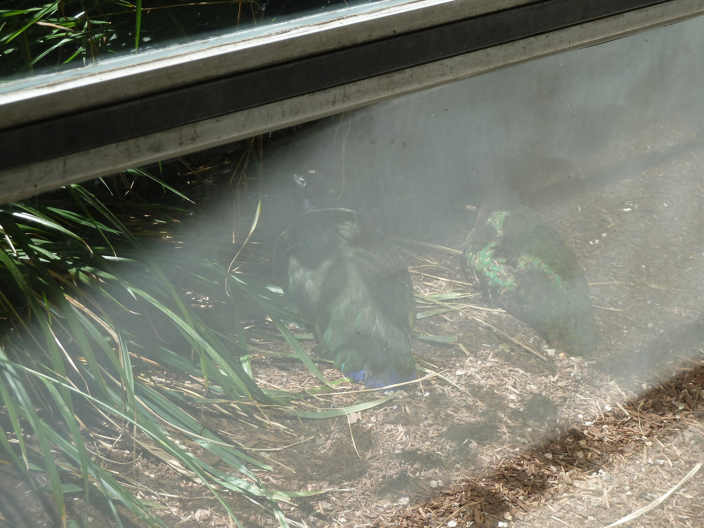 Giraffe house - Congo peafowl (Afropavo congensis)