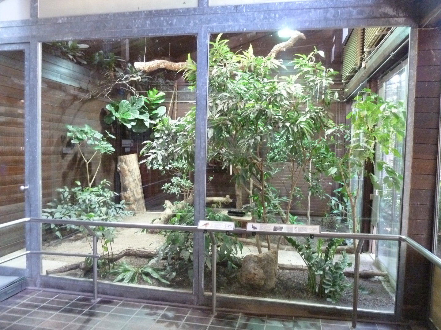 Giraffe house - Congo peafowl aviary