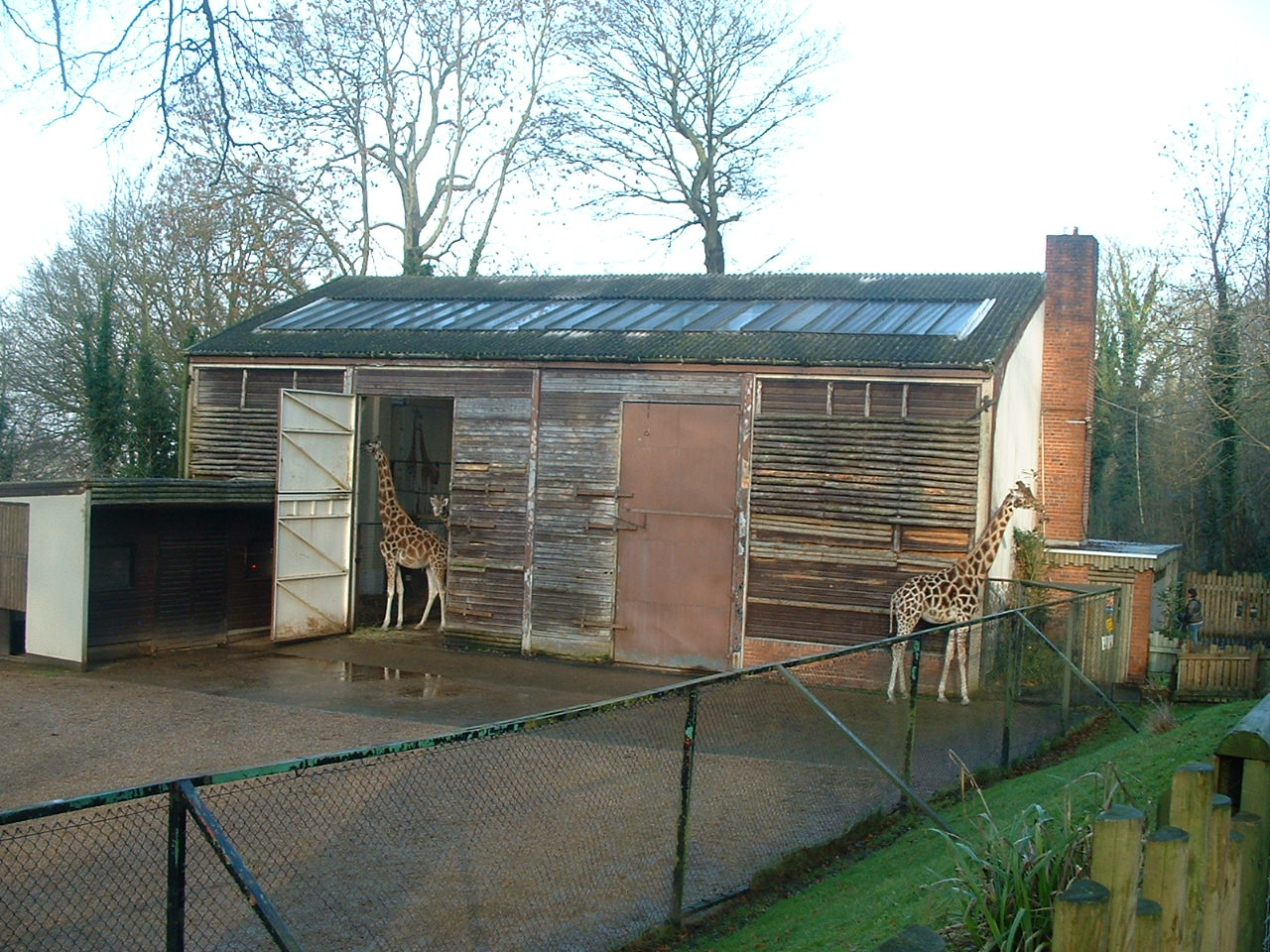 Giraffe House - Dudley 2006