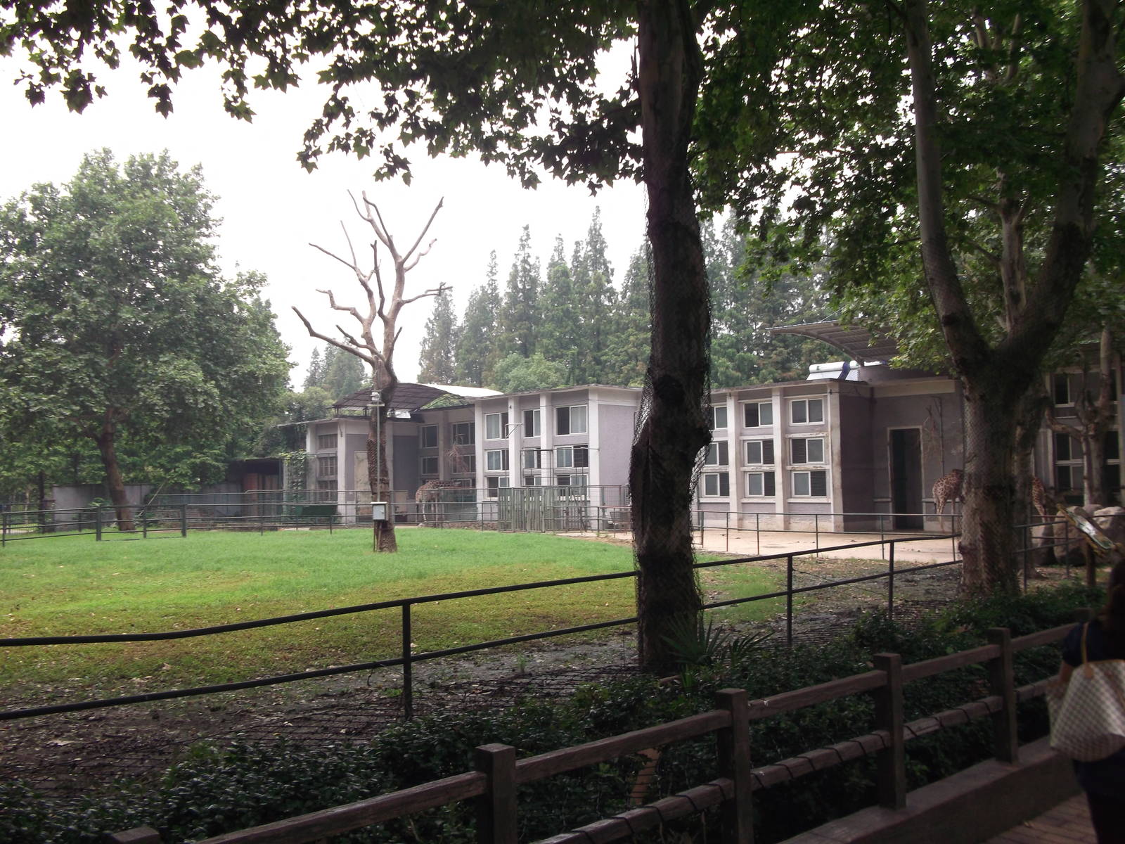 Giraffe house/enclosure