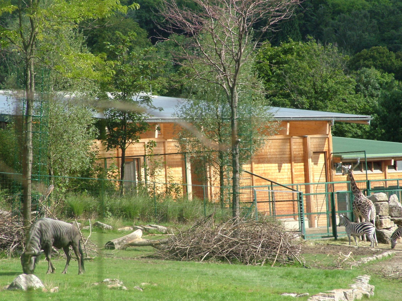 Giraffe House Exterior at Opel-Zoo Kronberg, 30/08/10