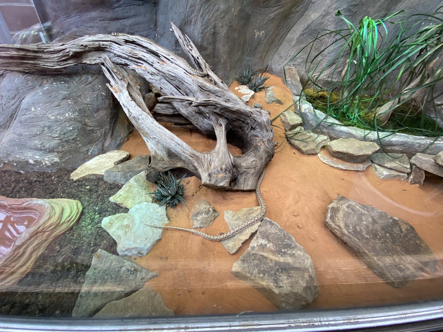 Giraffe House - False cobra exhibit 021219