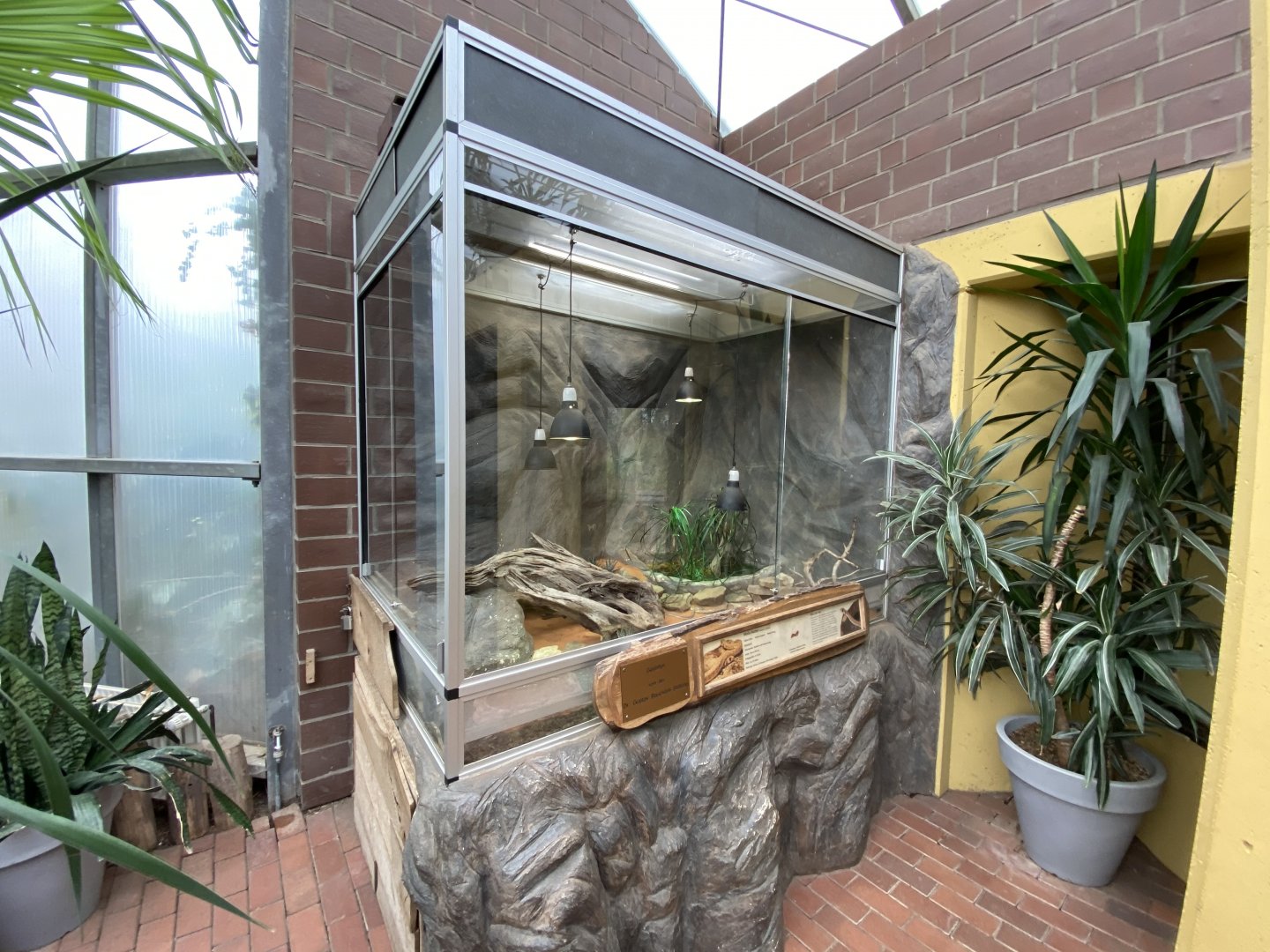 Giraffe House - False cobra exhibit 021219