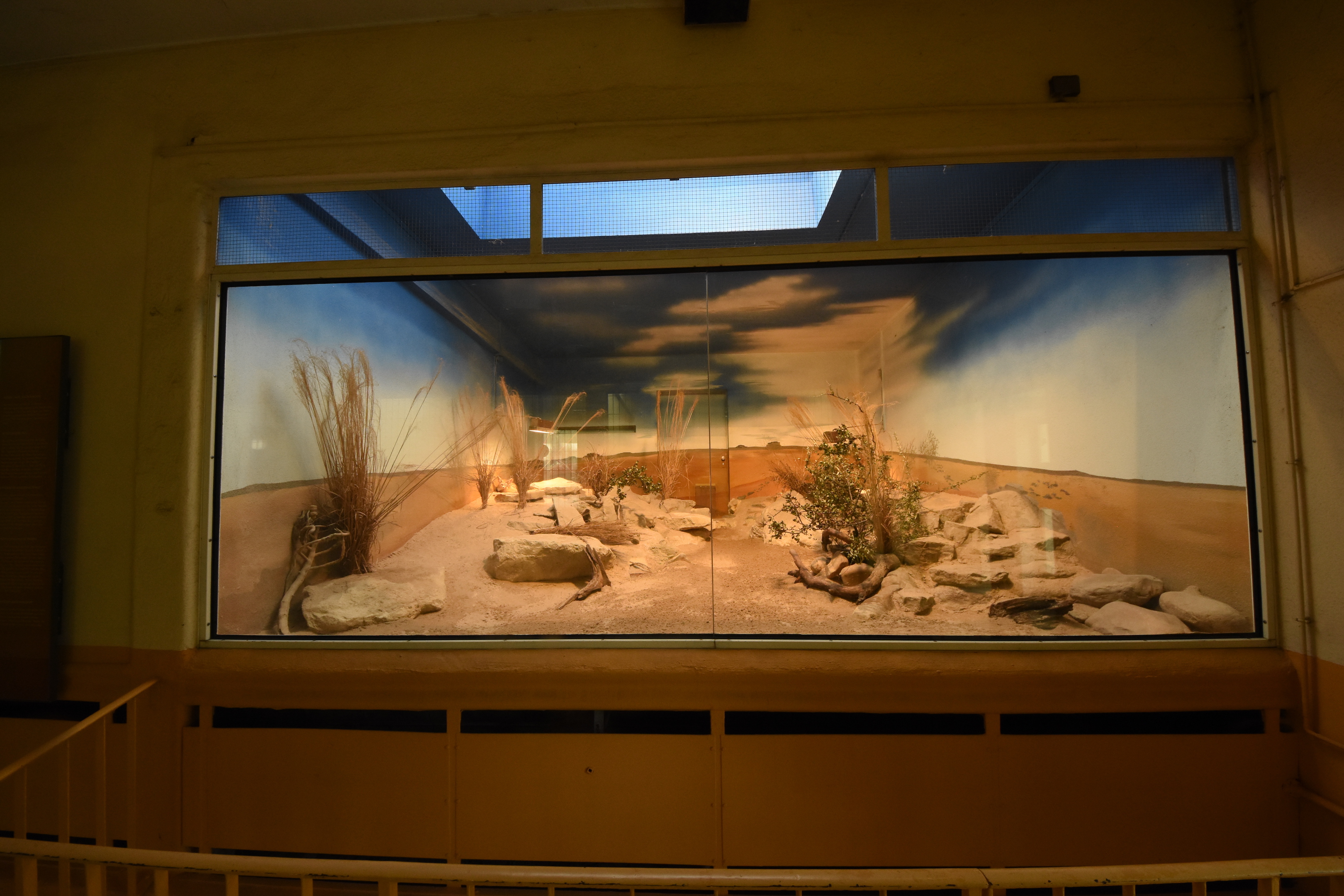 Giraffe house - Fennek