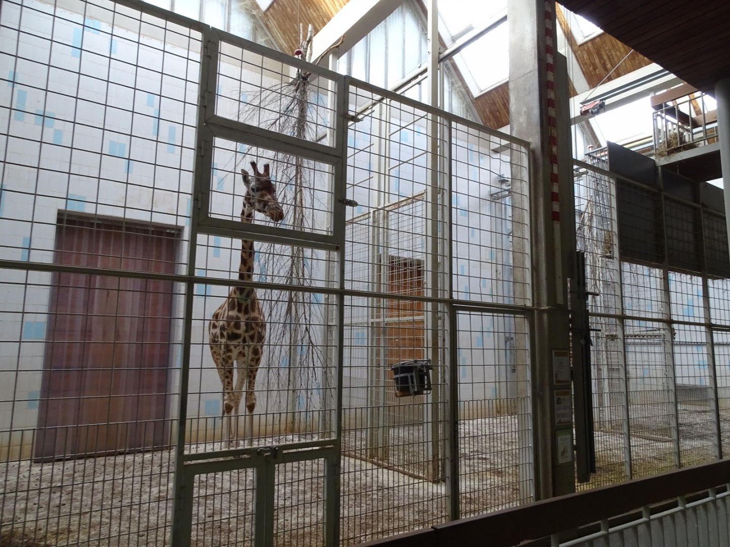 Giraffe House; giraffe indoor enclosure