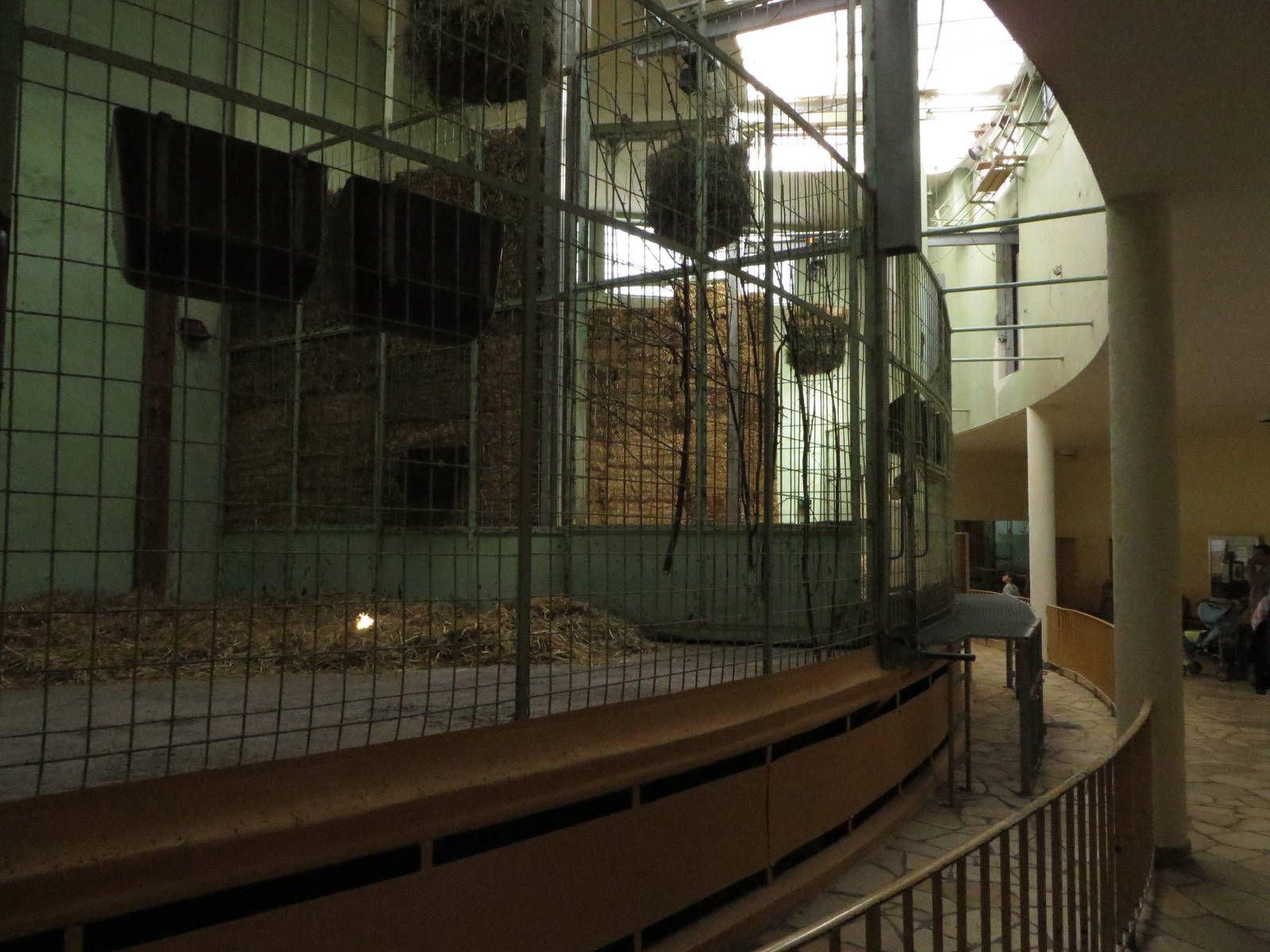 Giraffe house - giraffe indoors