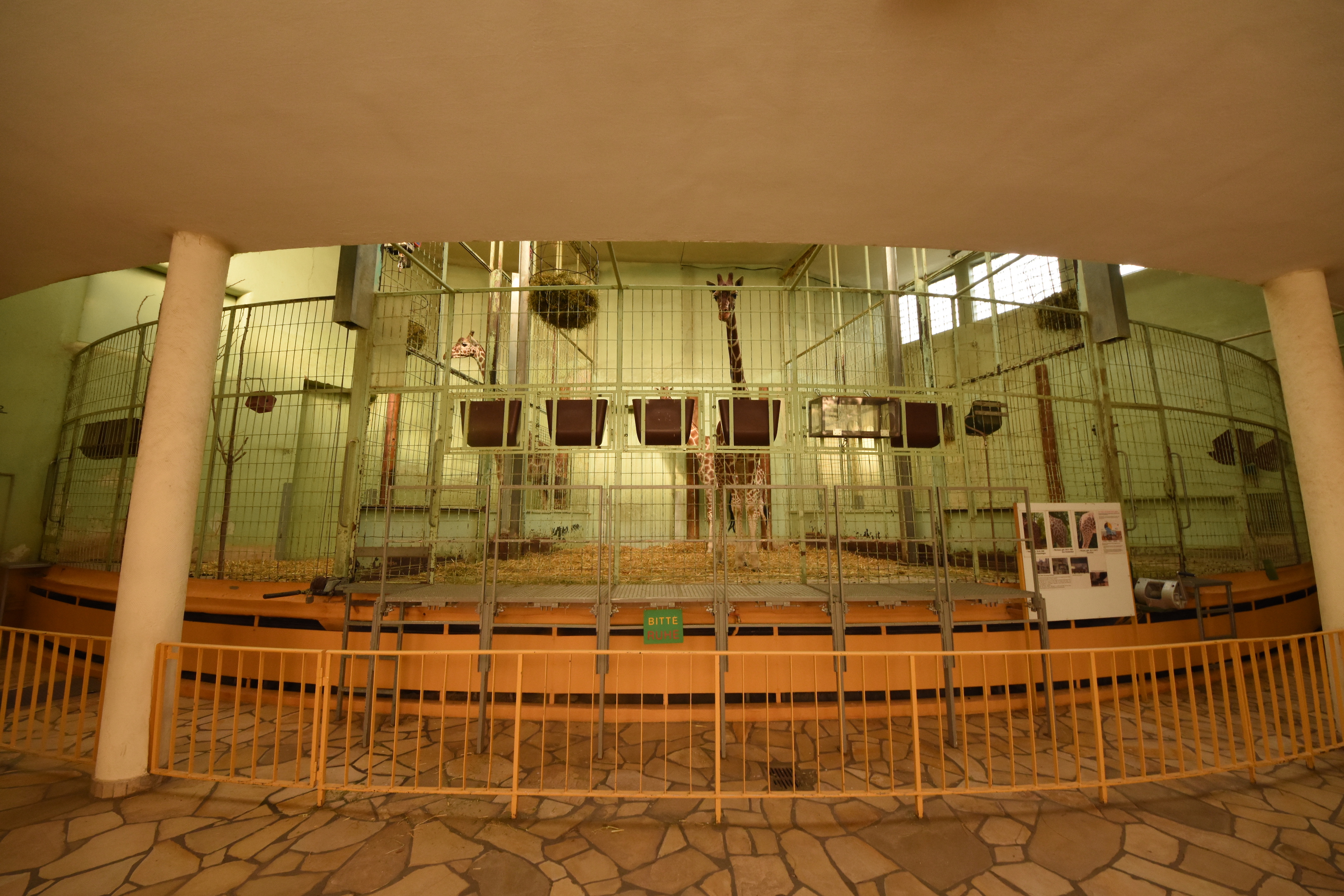 Giraffe house - Giraffe indoors