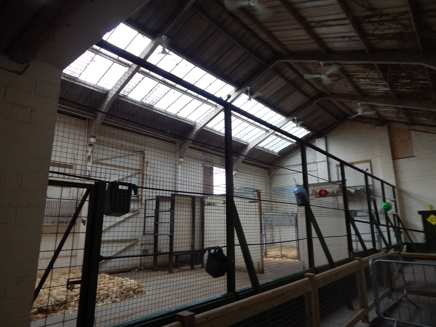 Giraffe House indoors 241122