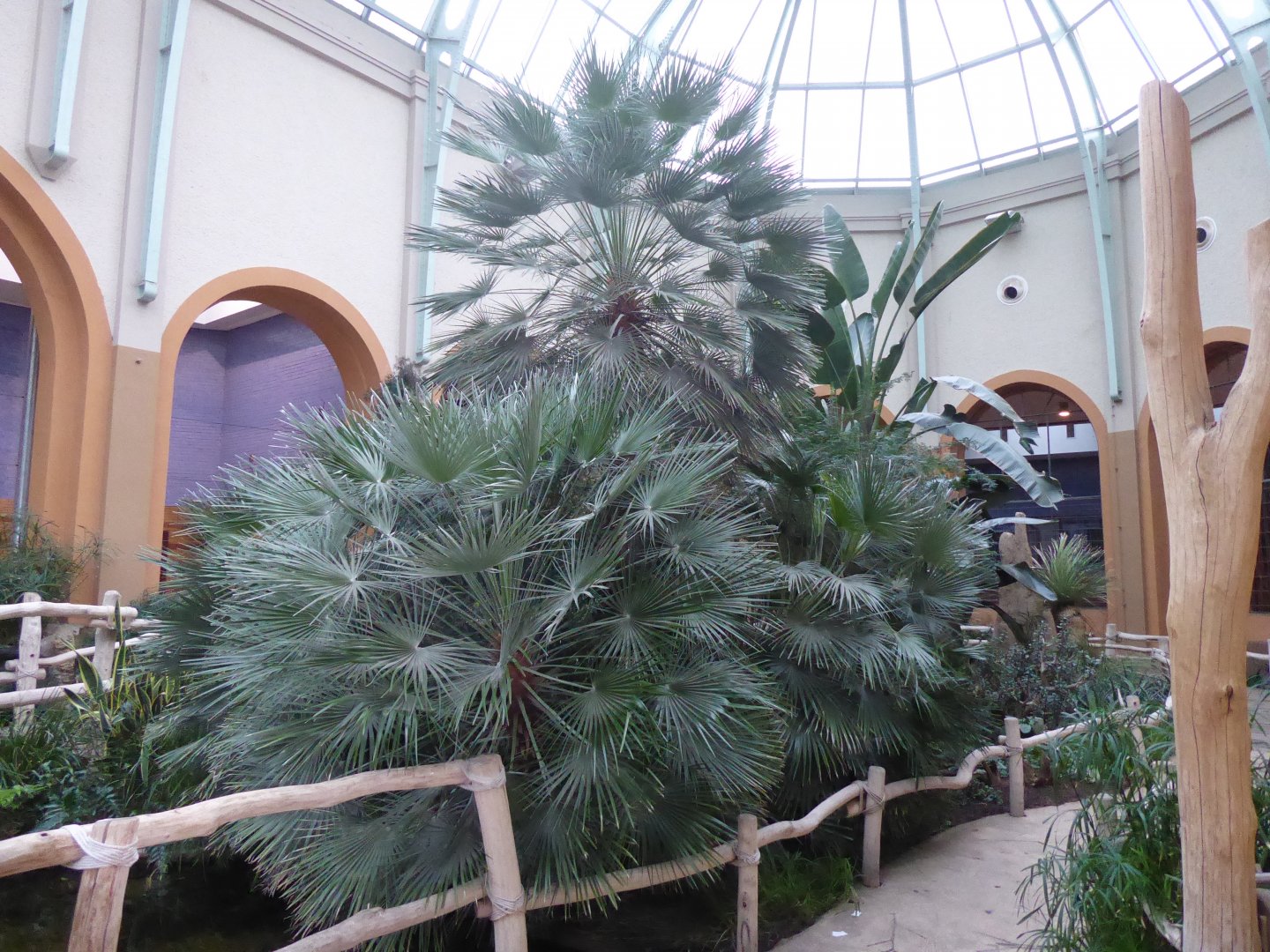 Giraffe House indoors 290118