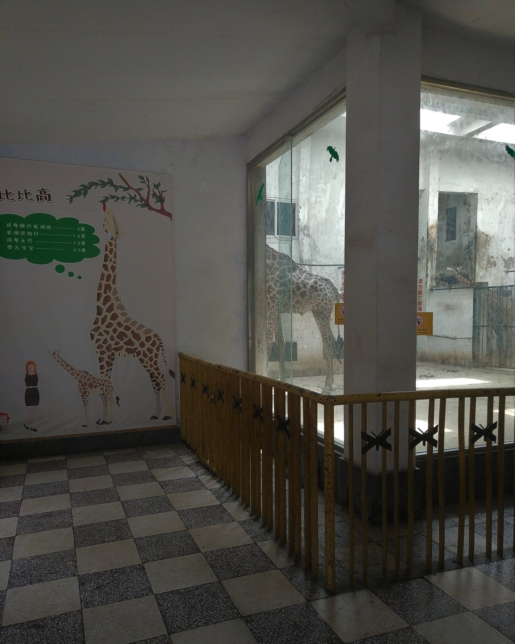 Giraffe House Indoors