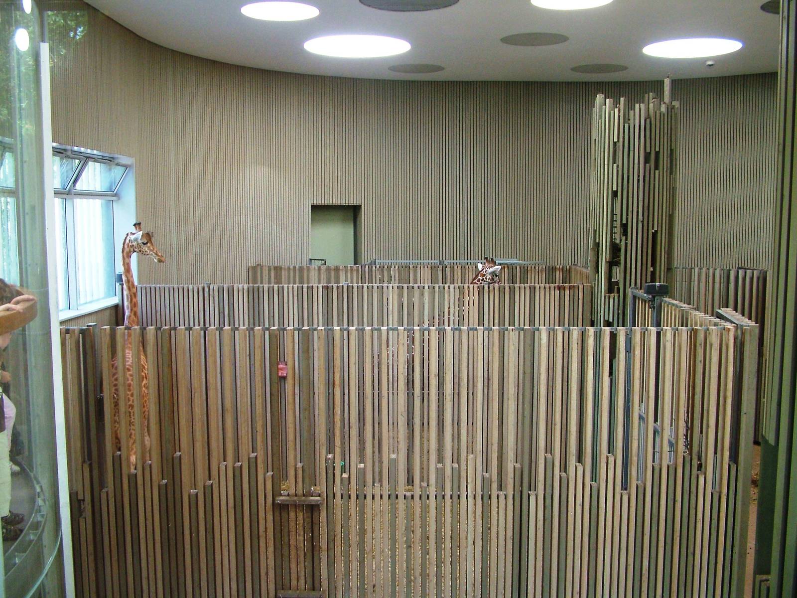 Giraffe House Interior at Dresden, 29/08/12