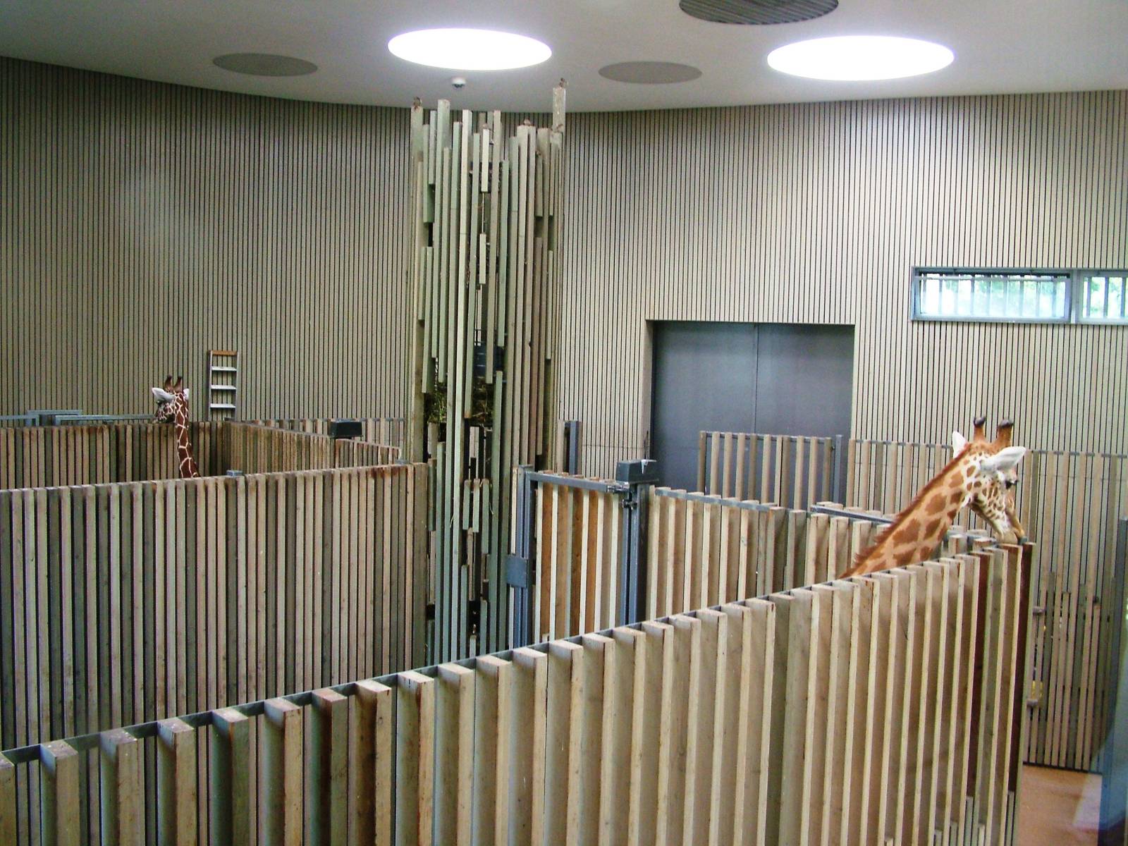 Giraffe House Interior at Dresden, 29/08/12