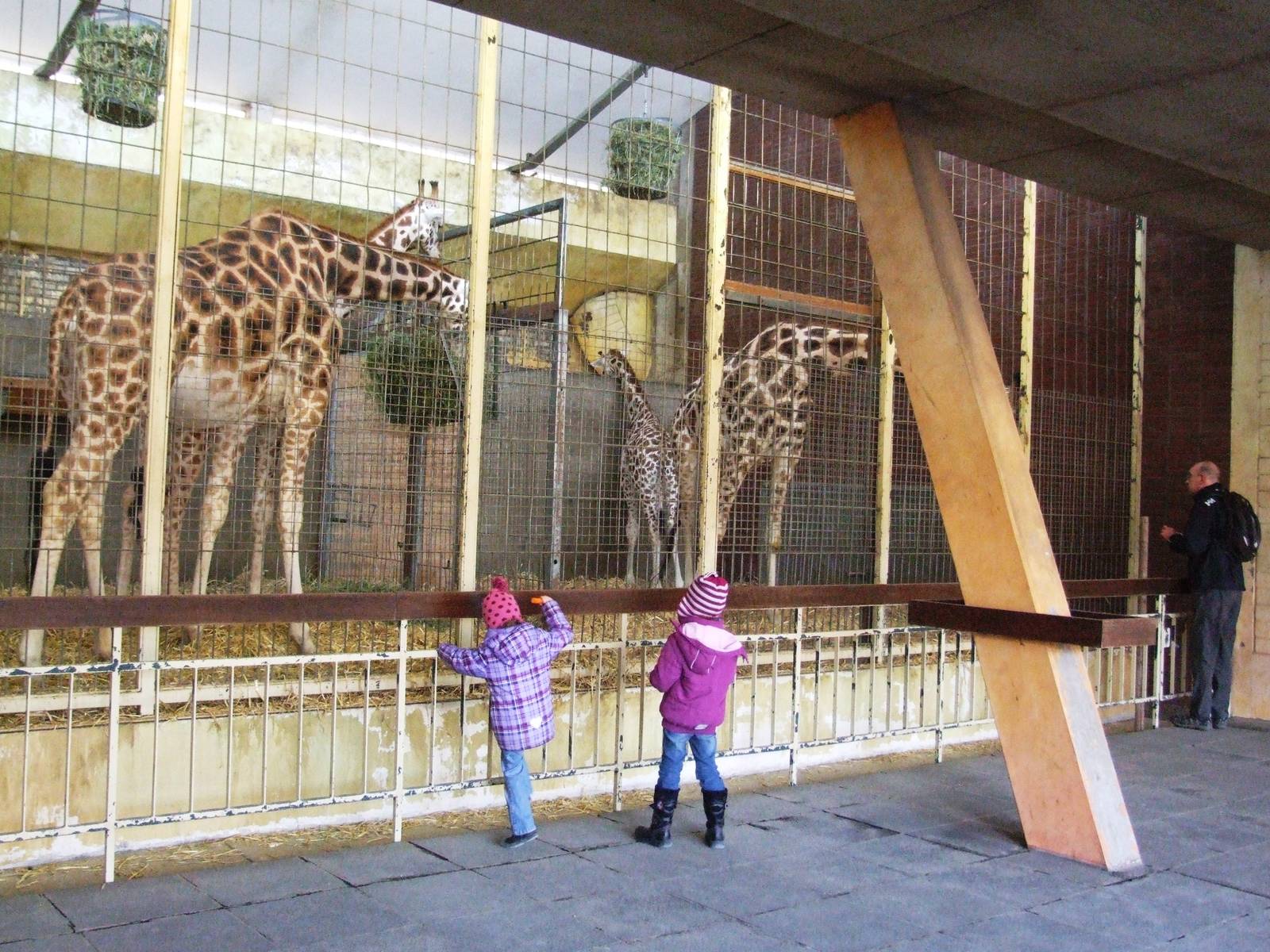 Giraffe House Interior at Hannover, 23/03/13
